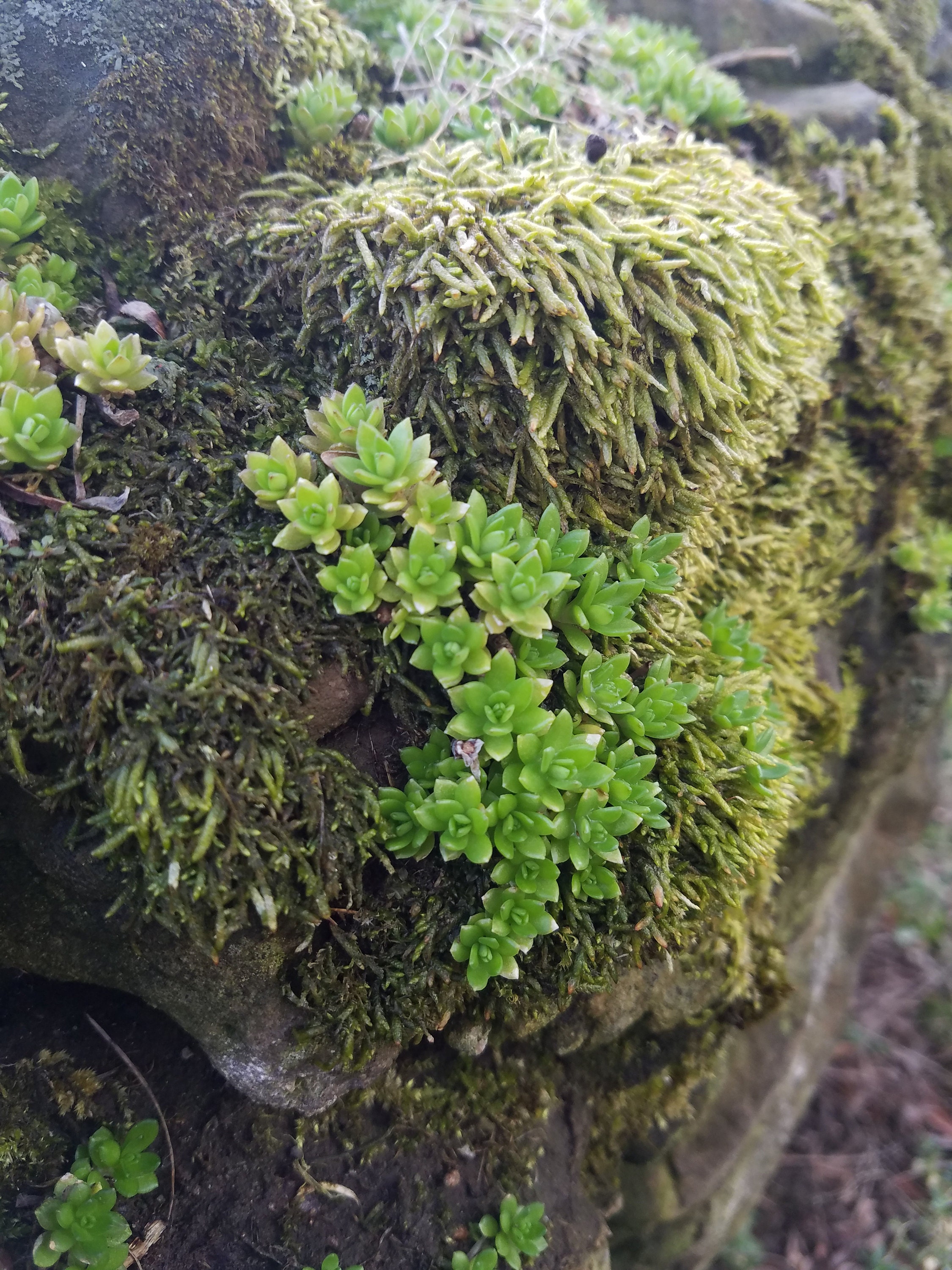 green moss