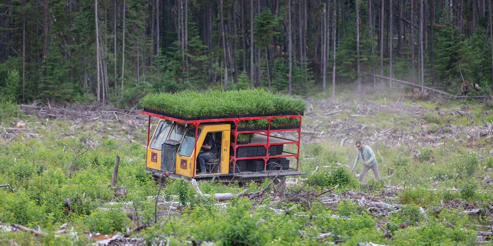 truck full of tree saplings driving through a forest clearing