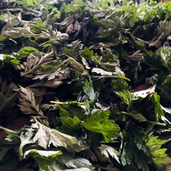 Fresh mugwort leaves