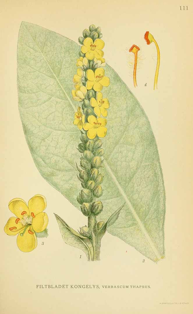 verbascum thapsus