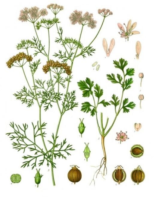 botanical illustration of coriander