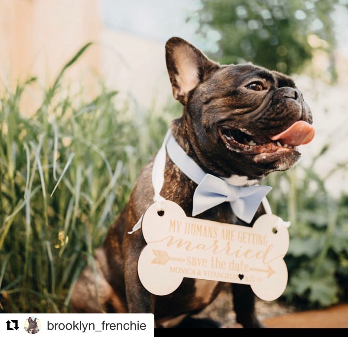 @brooklyn_frenchie