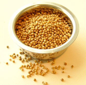Coriander