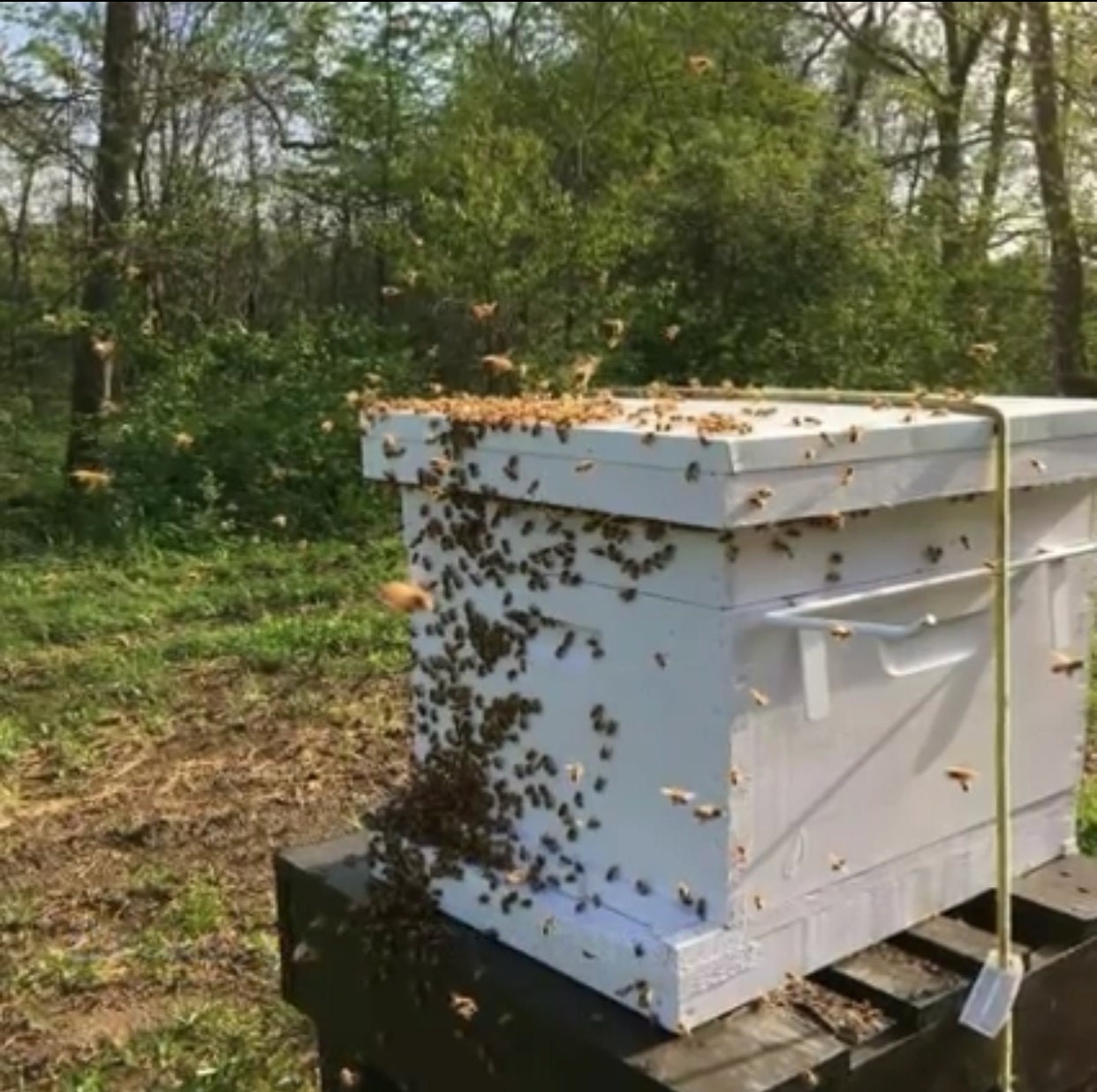 Is Beekeeping Wrong?