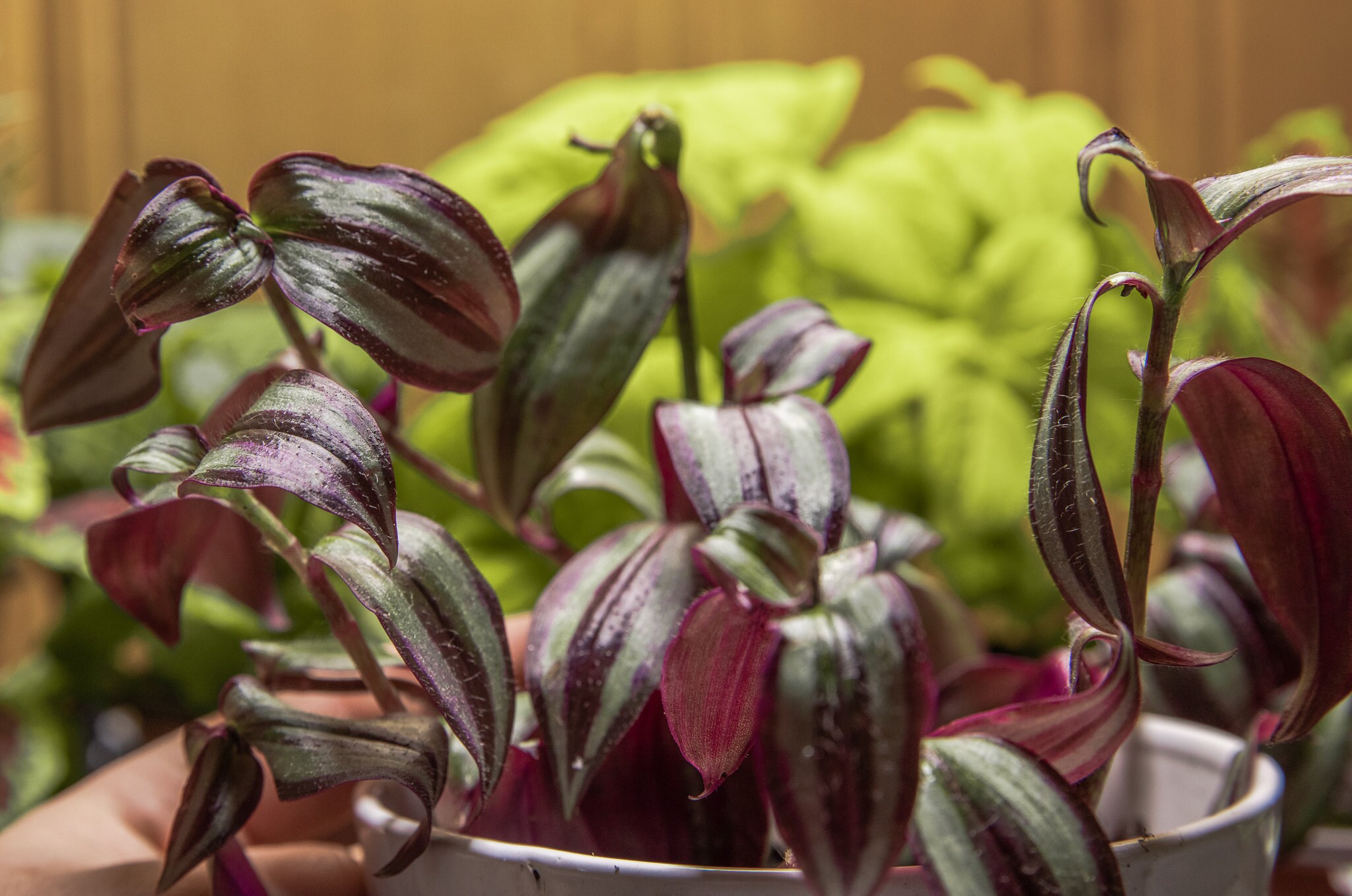 Tradescantia Zebrina Purple
