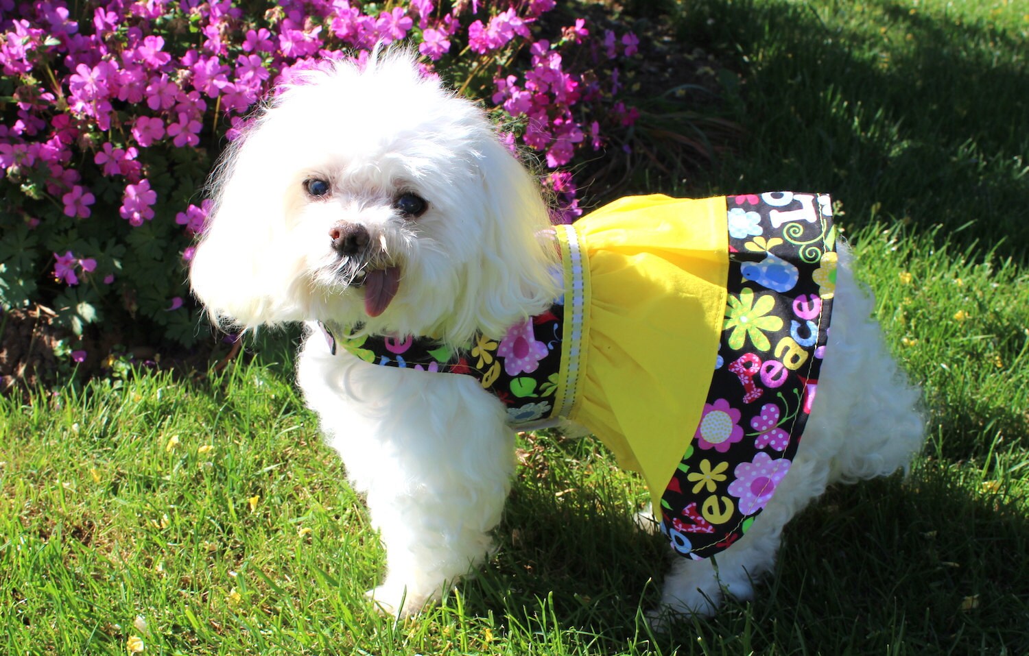 modeling a dress for whirly dog supplies