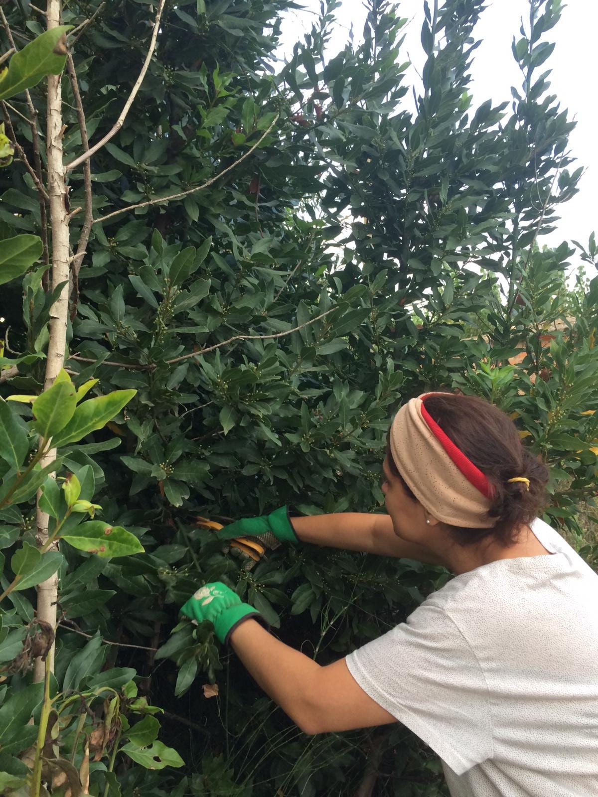 Recolectando hojas de Laurel.