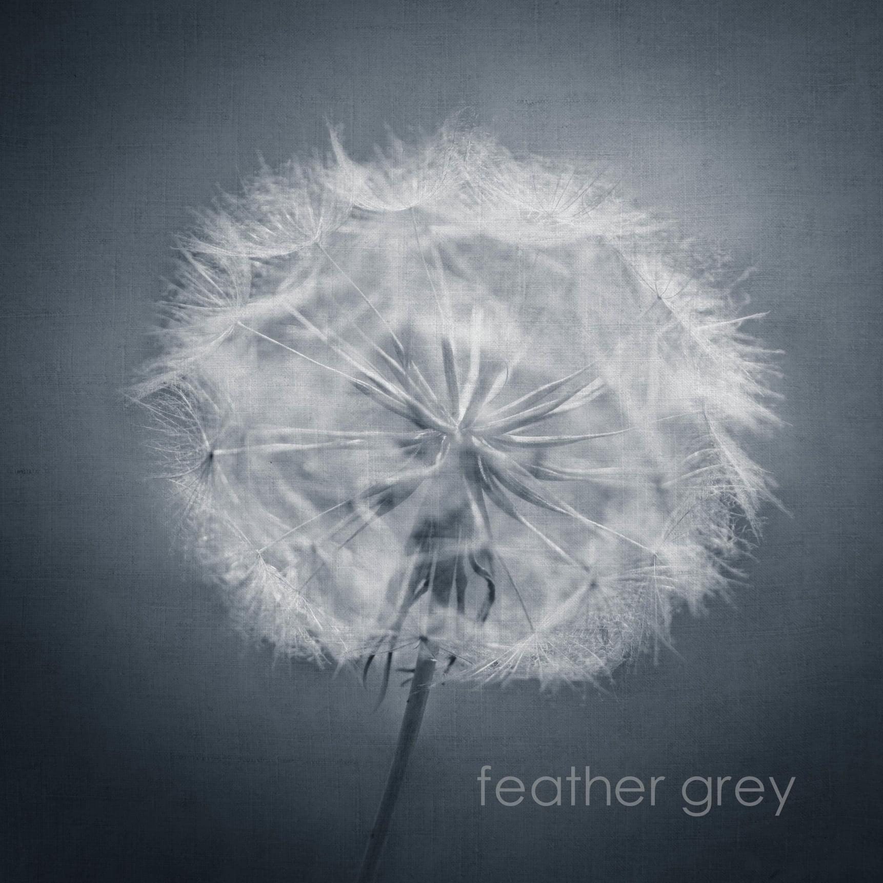 Black and white dandelion limited edition prints and wall art uk