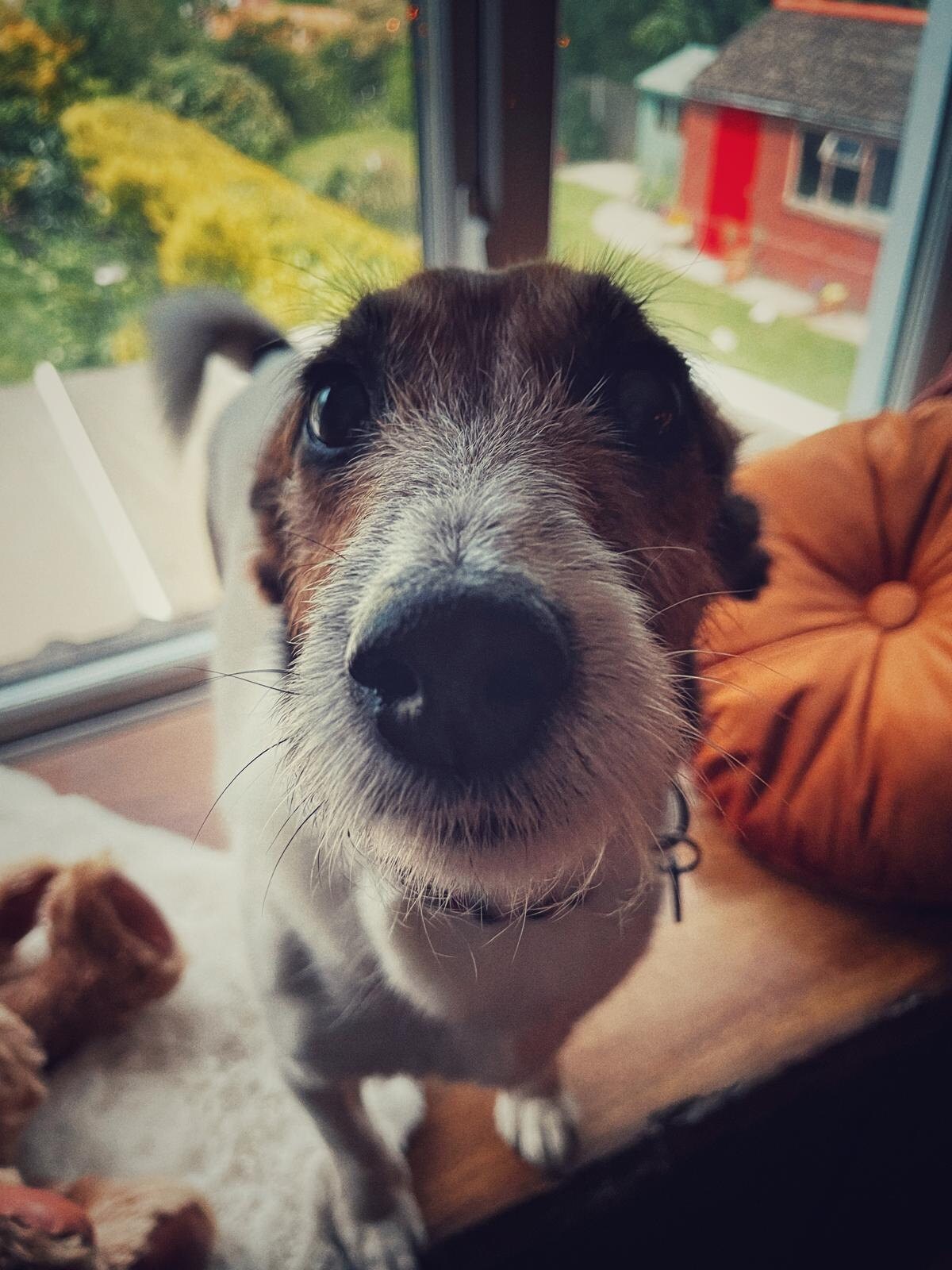 Scrappy - An image sent to design a custom pet print around.