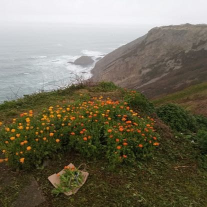 Calendulas by the cliff