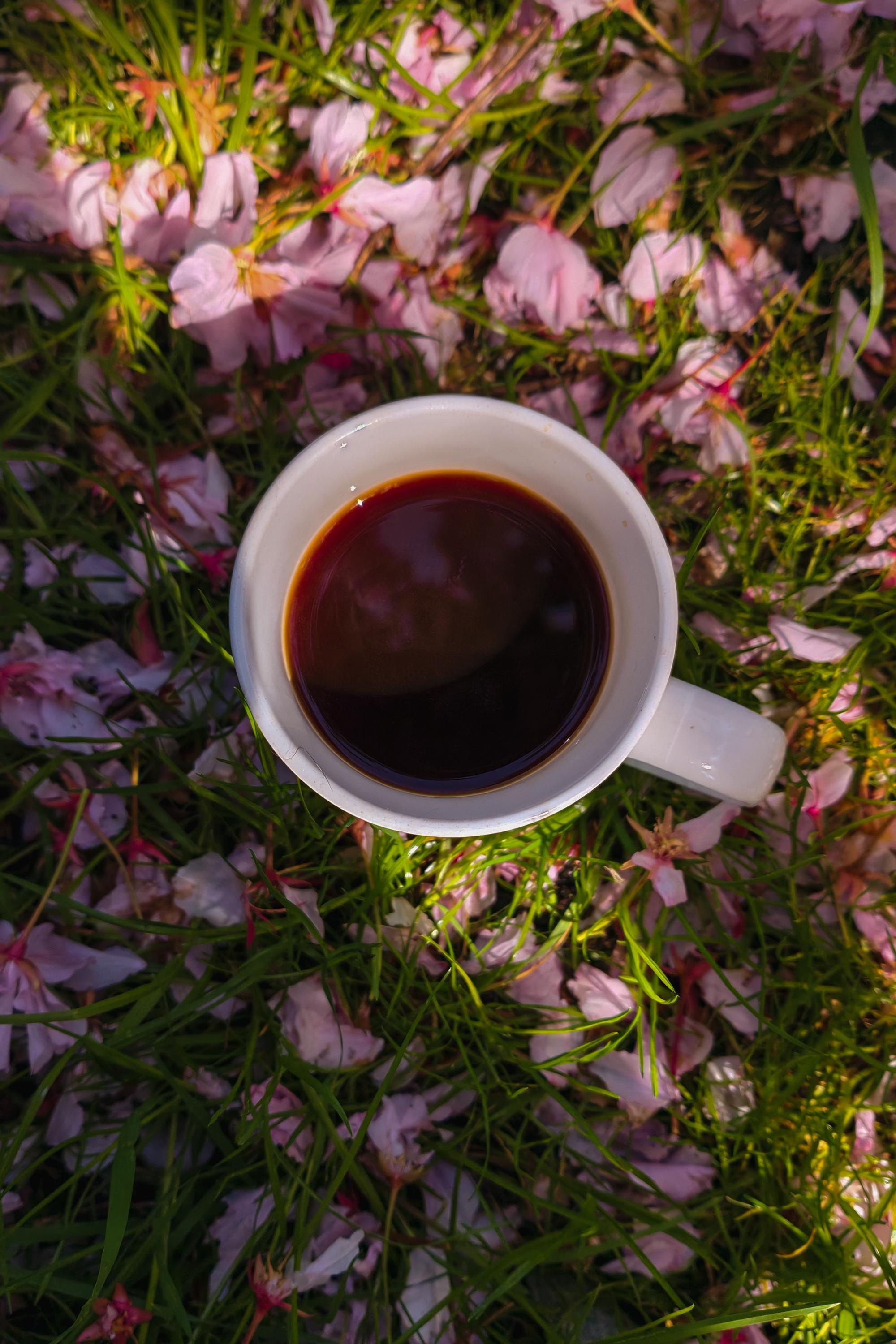 A coffee cup, photographed from above, sitting on grass and surrounded by pink cherry blossom petals.