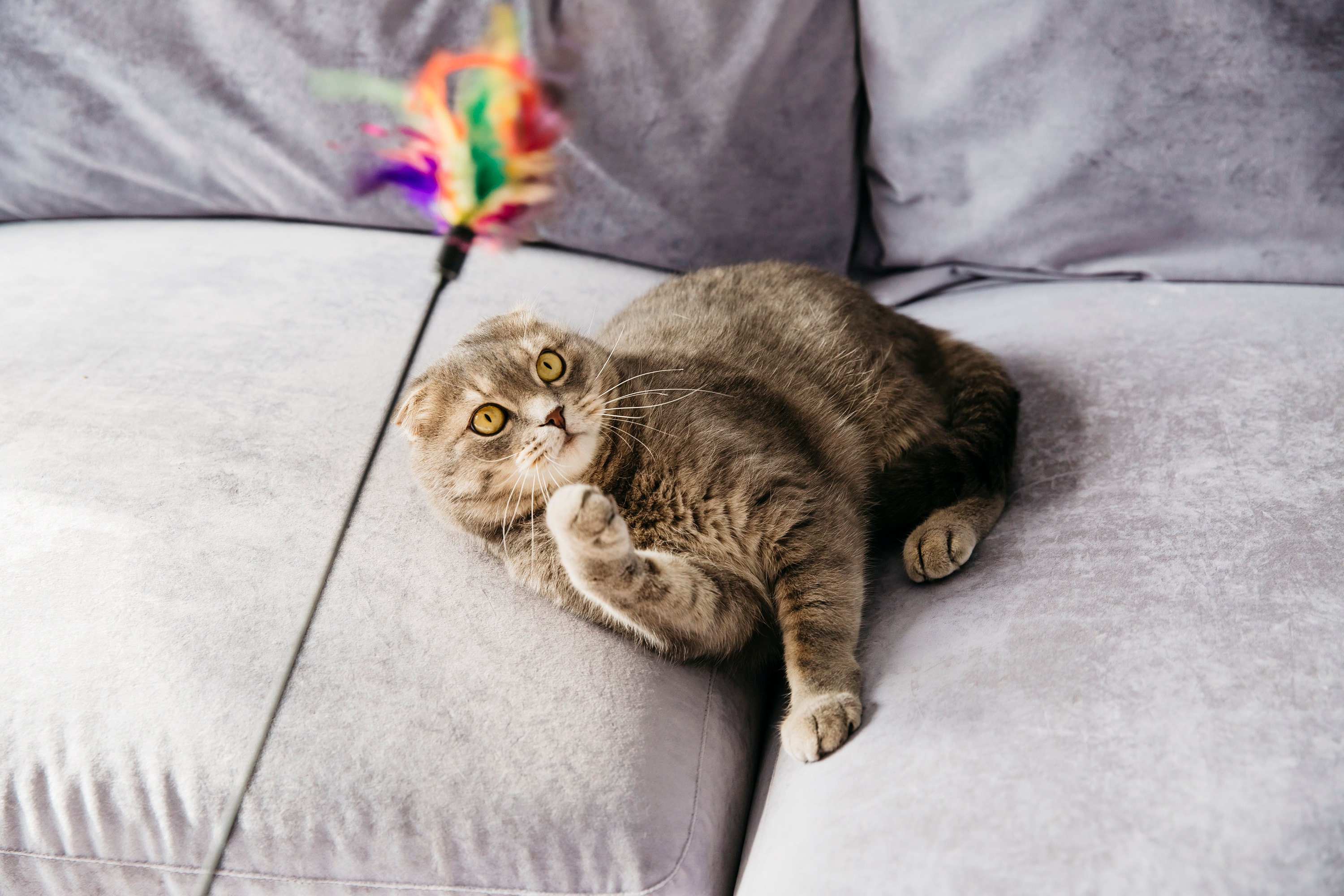 cat playing toys