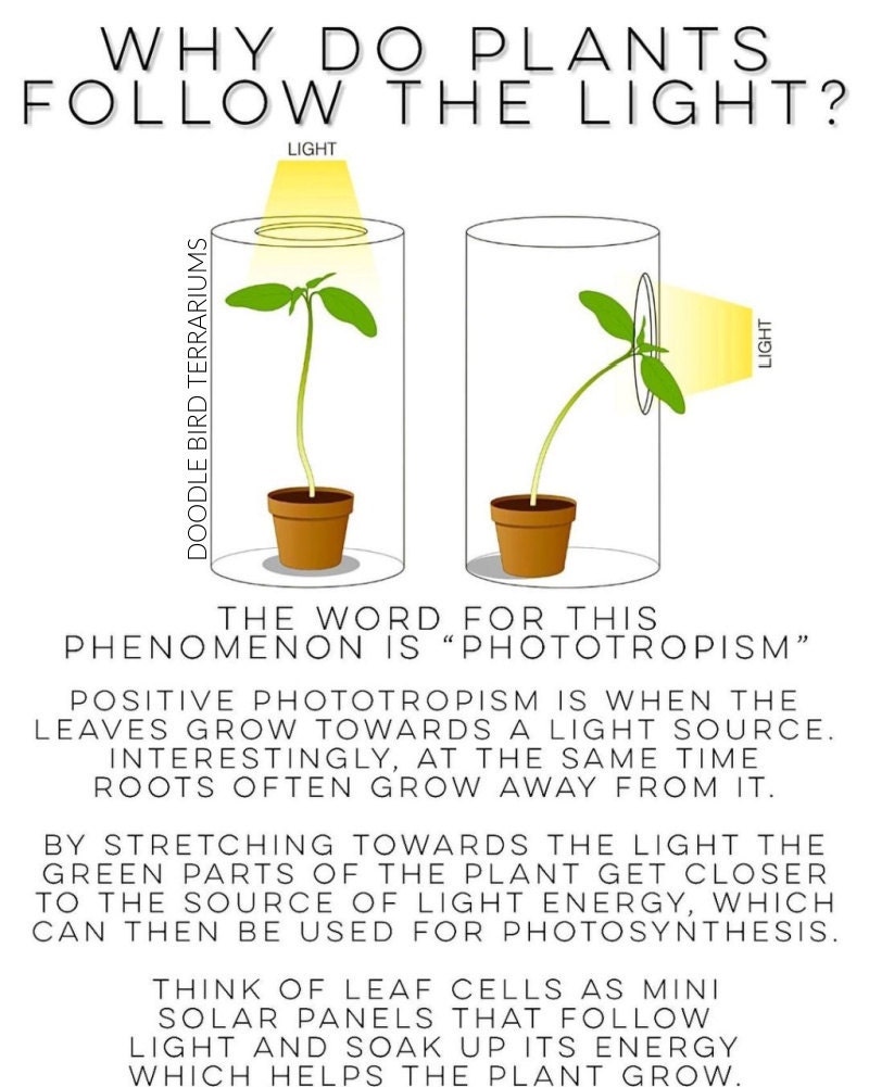 phototropism explained