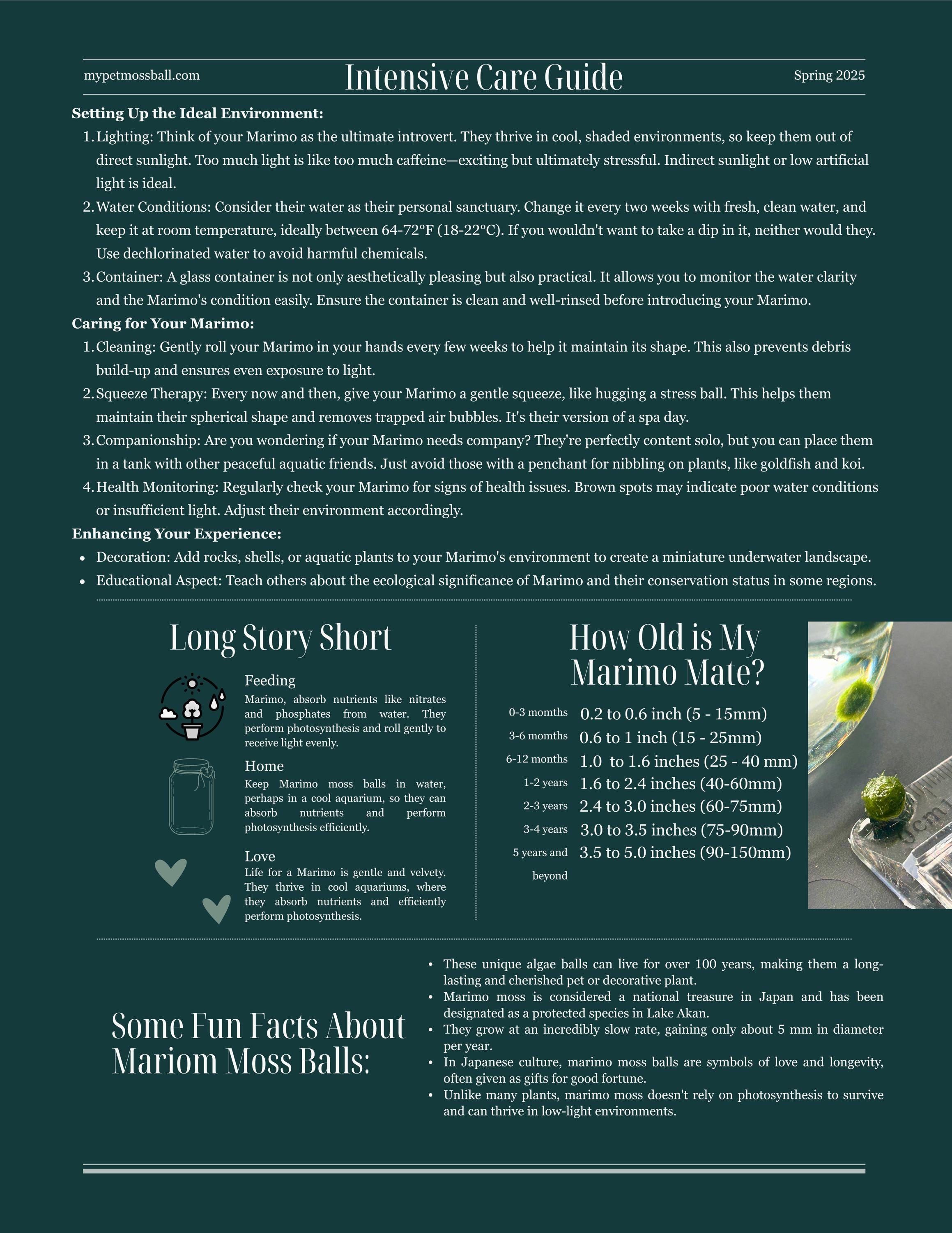 Marimo mates intensive yet easy to follow care guide for japanese algae balls