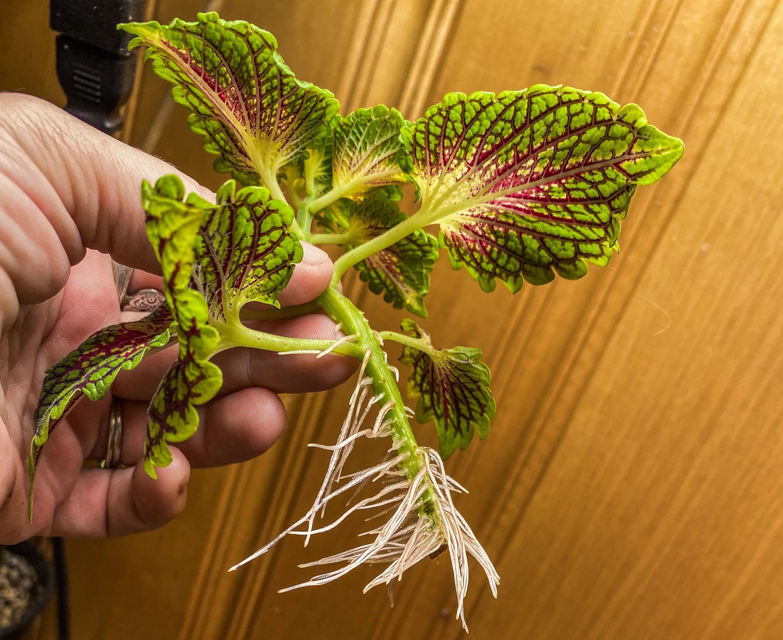 Water Propagated Rooted Wizard Rainbow Coleus