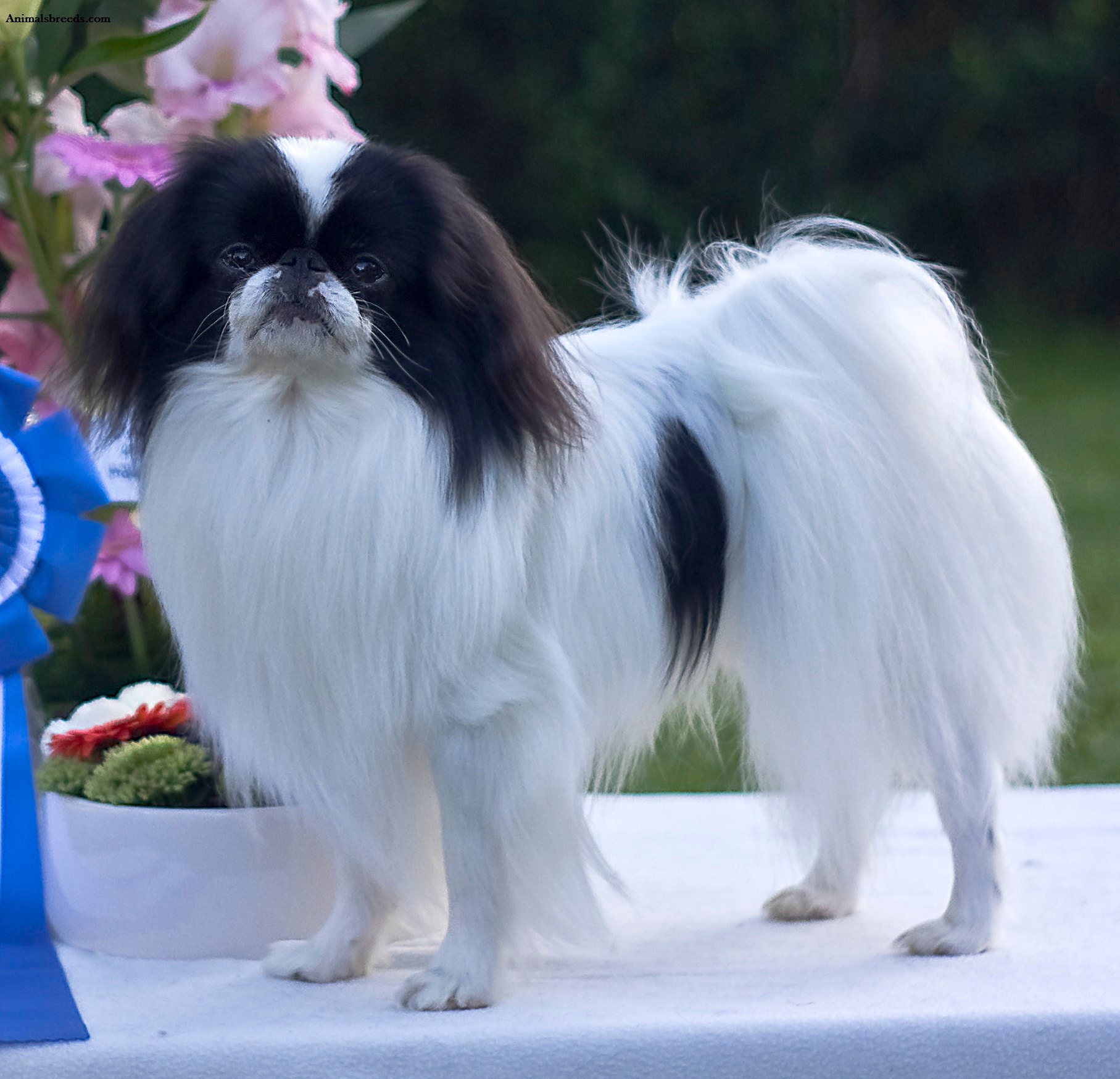 Japanese Chin