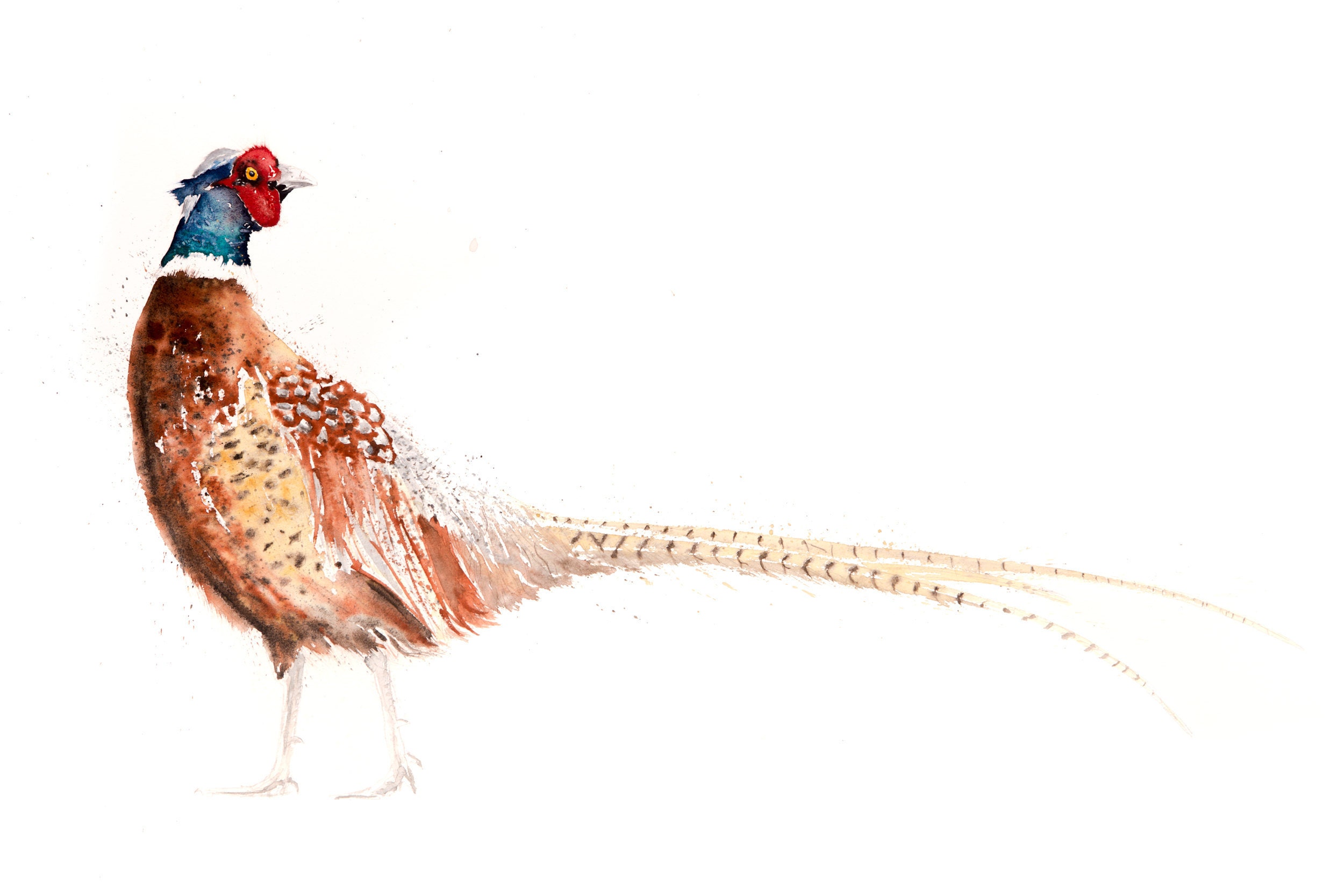 Pheasant watercolour painting