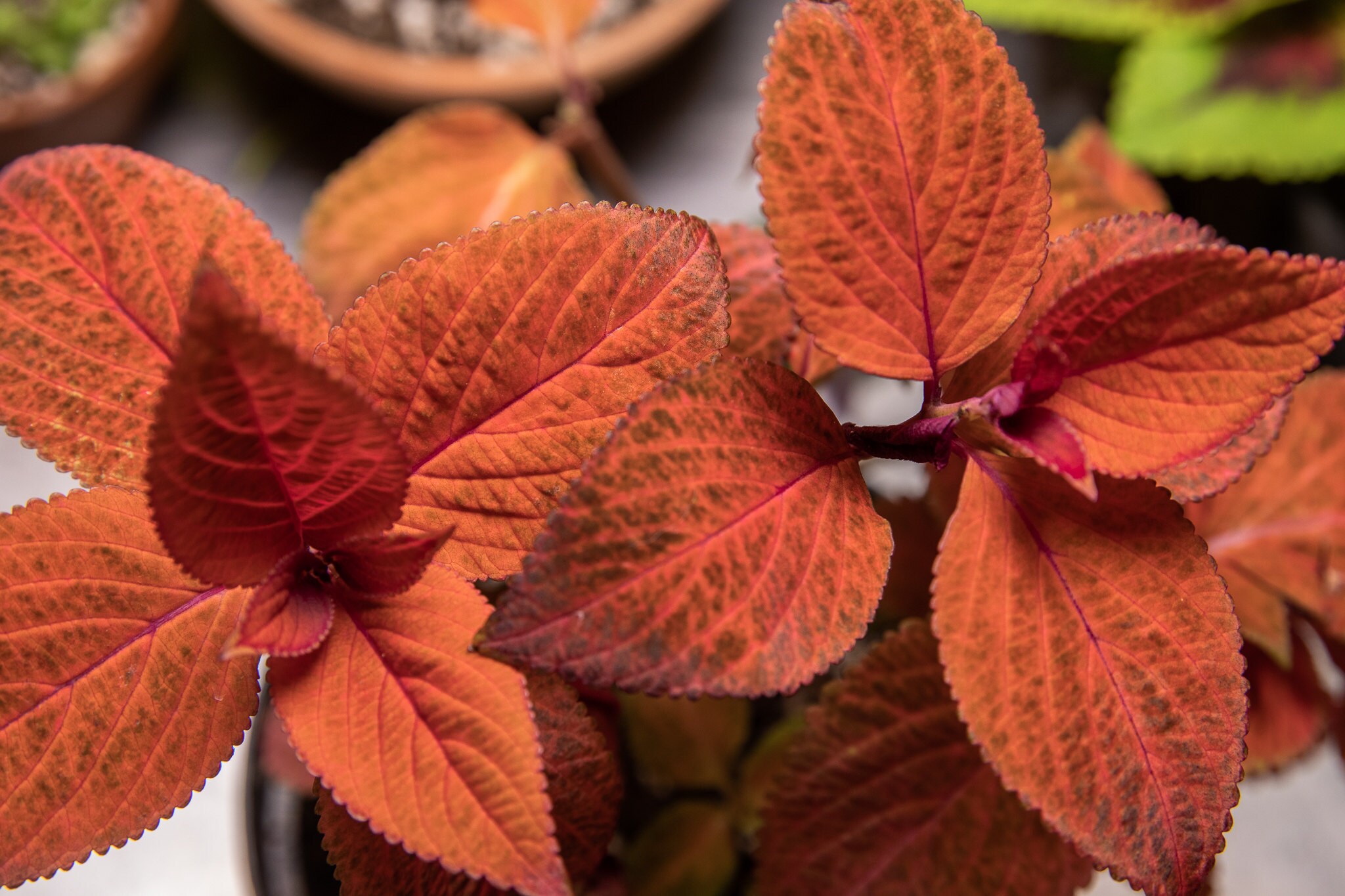 Coleus Sedona Sunset