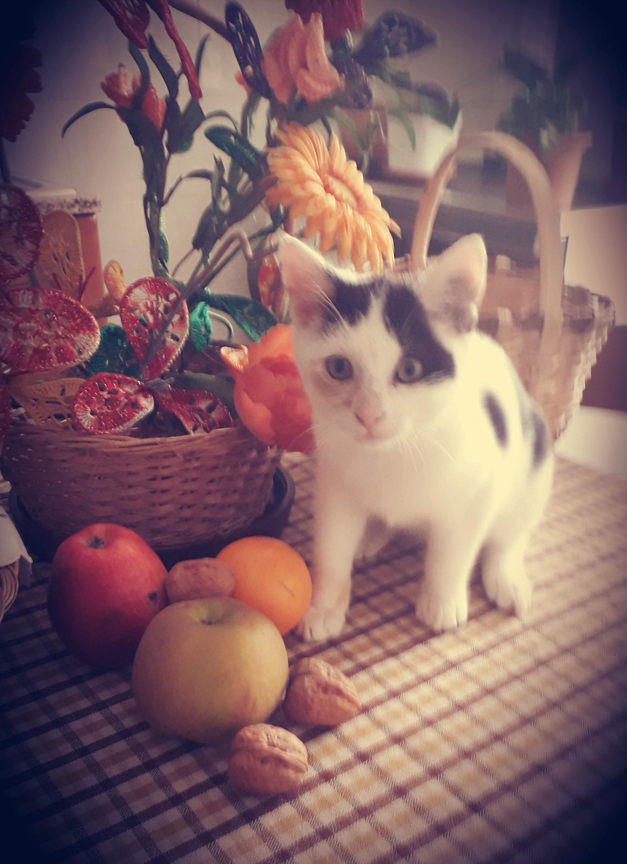 Crafts4Cats
