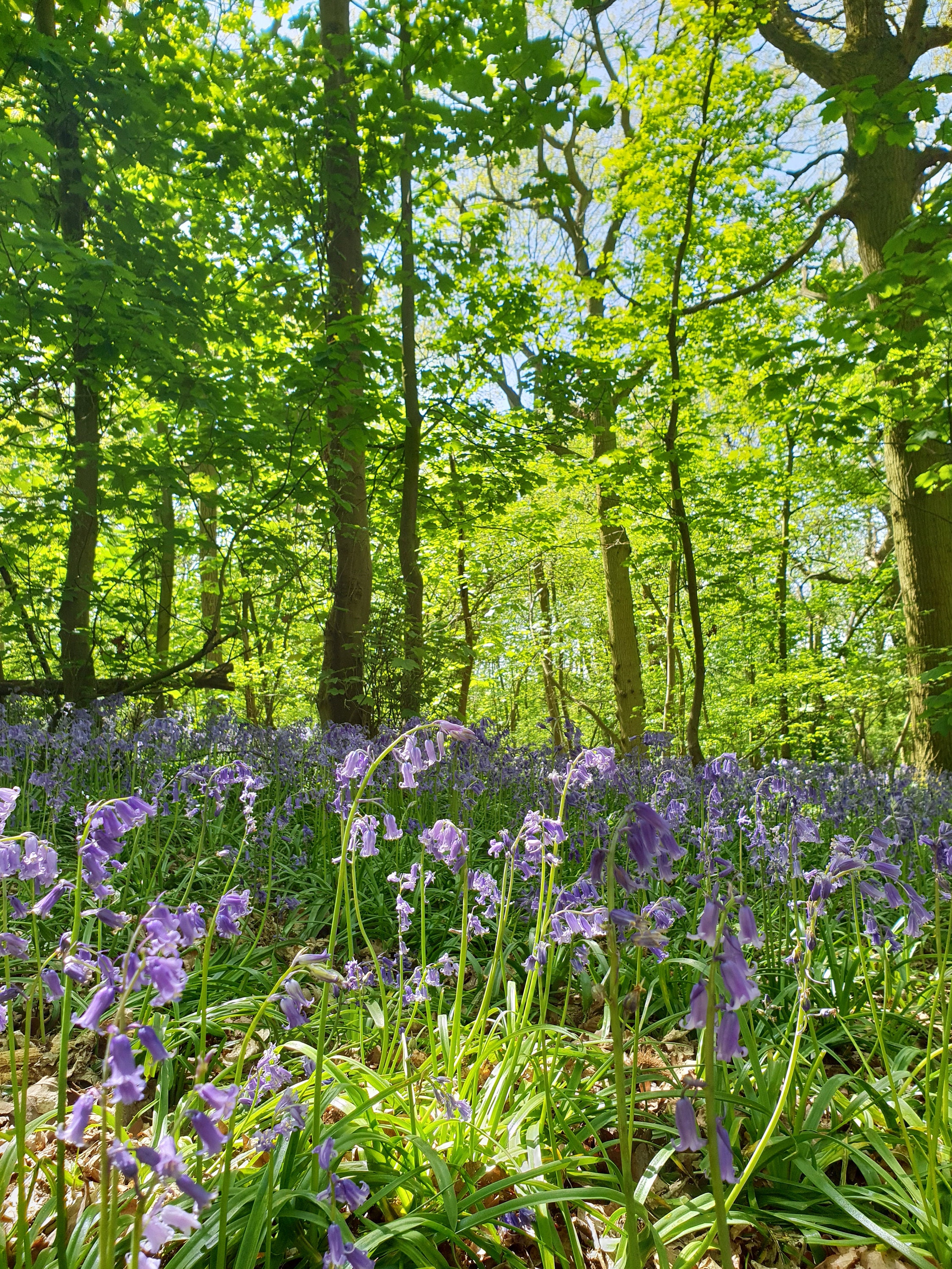 Woodland wanderings