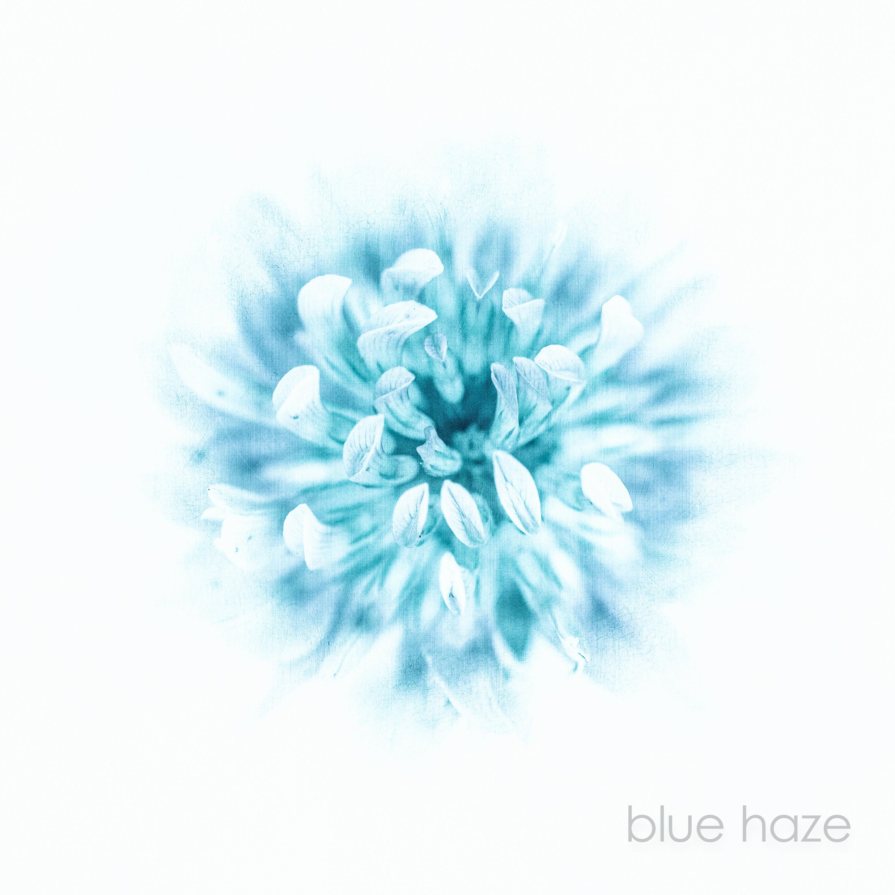 blue and white floral botanical fine art at the affordable art fair christmas market by deborah pendell with morgan davies art