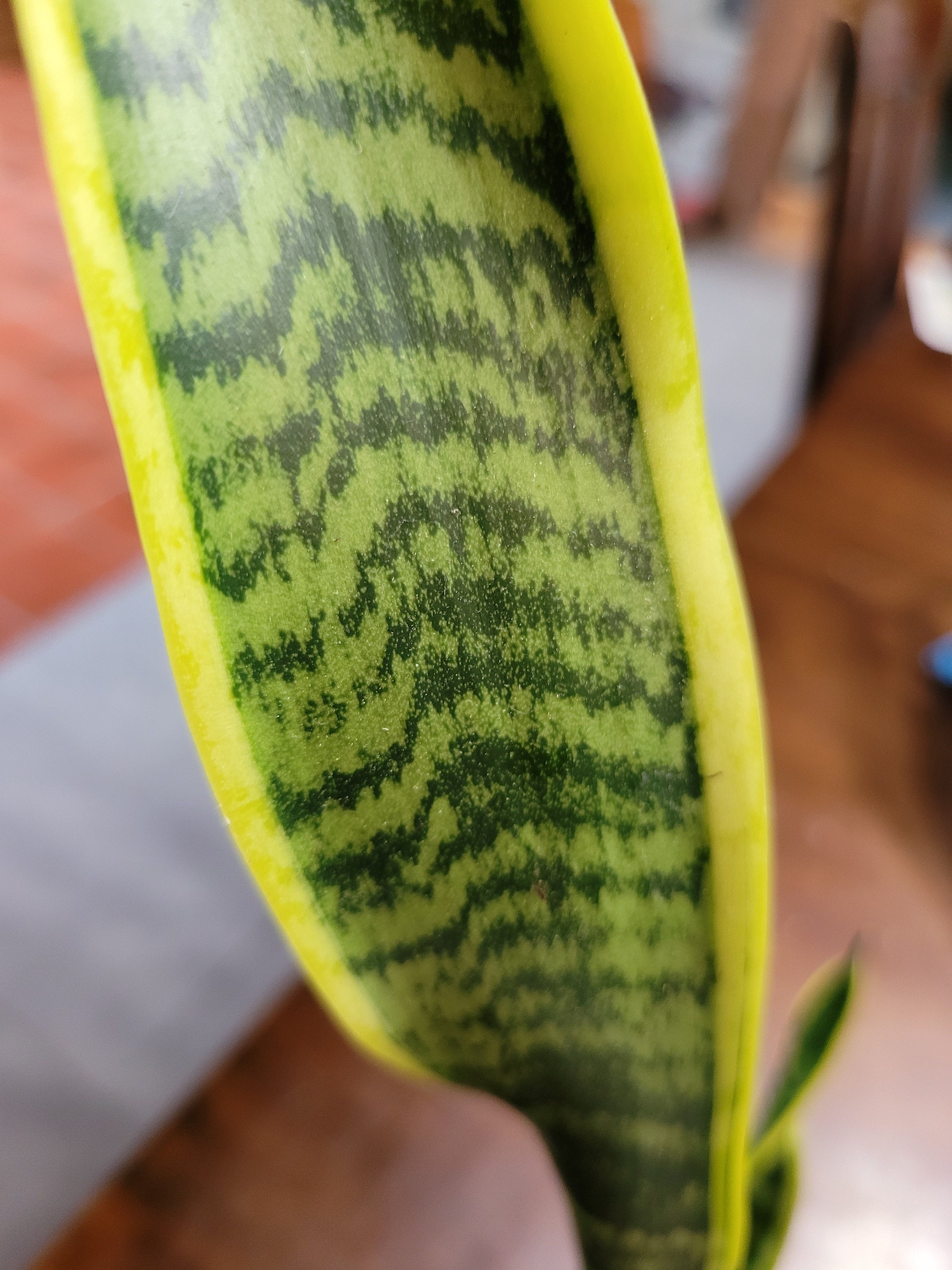 Variegated Snake Plant from MySylvanGardens.com