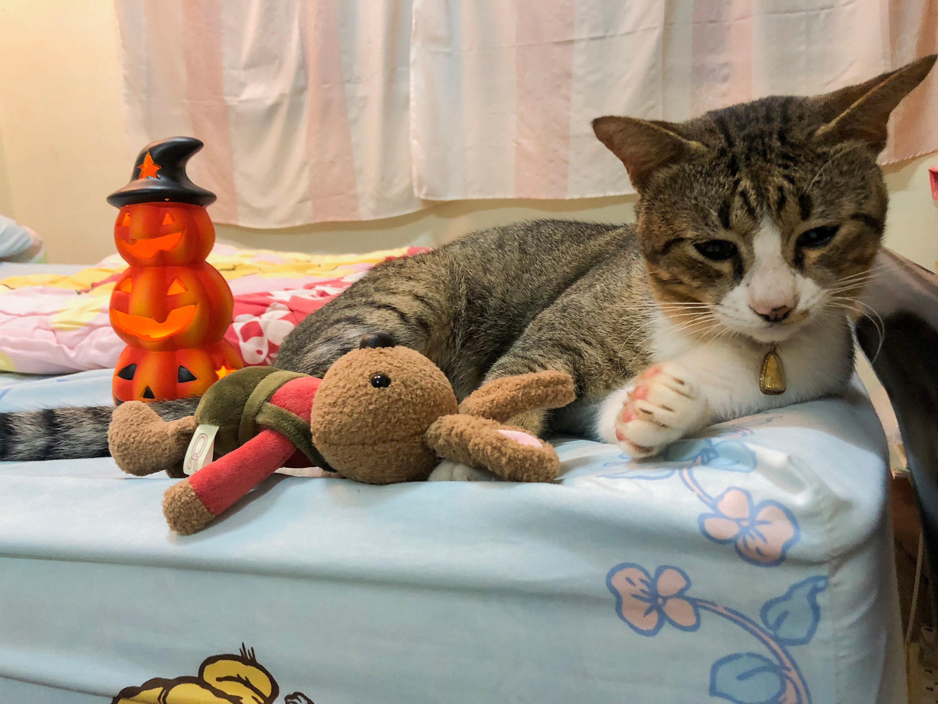 Crafts4Cats