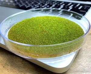 Petri dish Moss - Mossebelle