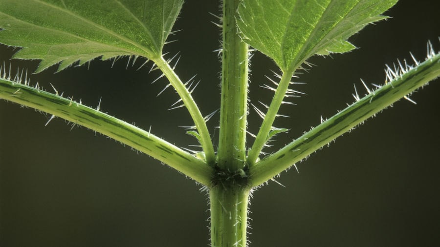 Nettle Hairs