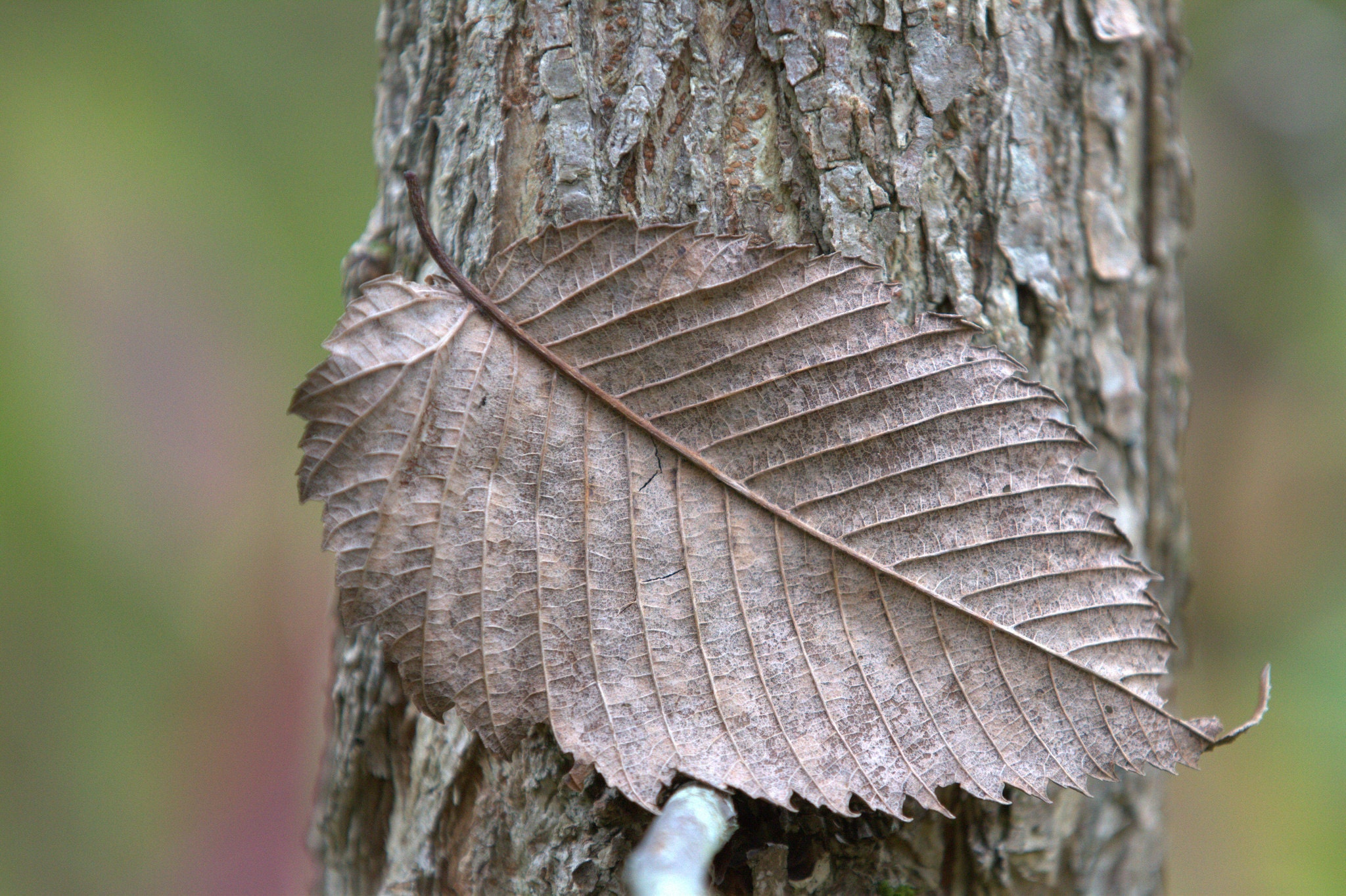 Slippery Elm Bark