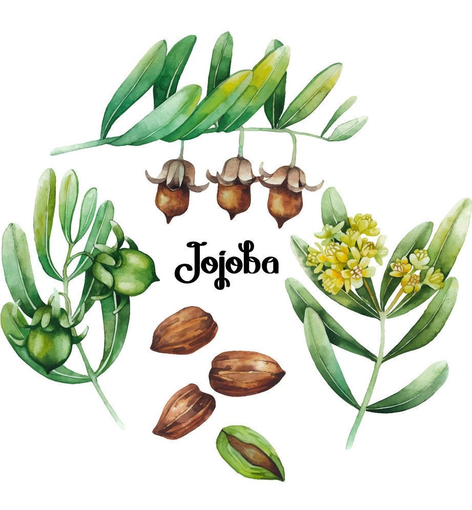 Jojoba Pflanze