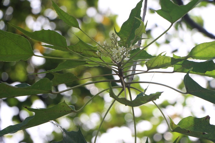 candle nuts flower kukui Hawaii