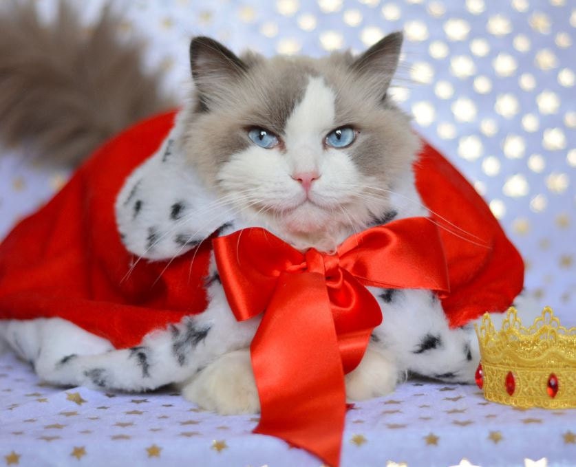 beautiful cat wearing Kings cape