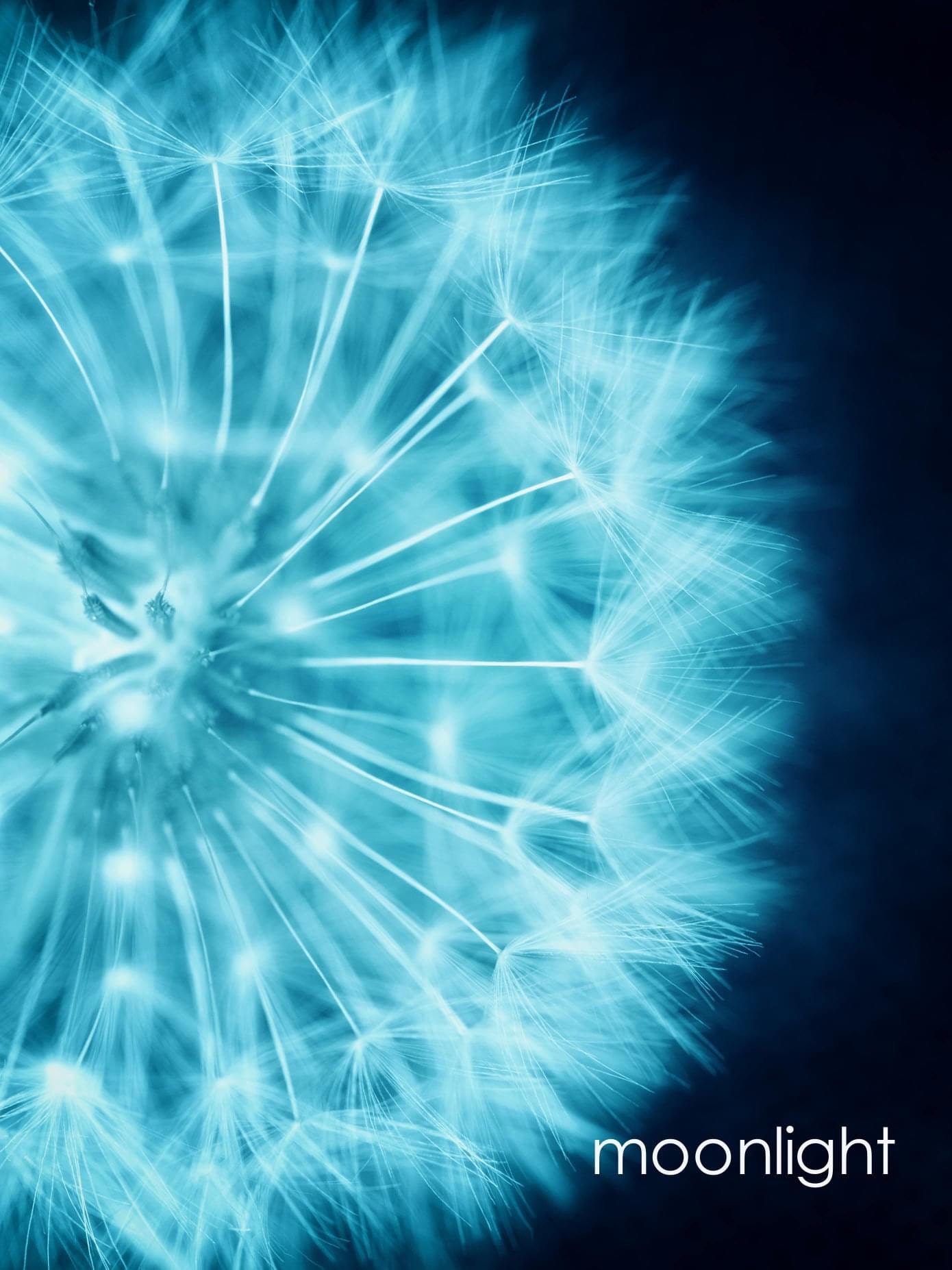 dark blue and white dandelion limited edition wall art and fine art prints uk