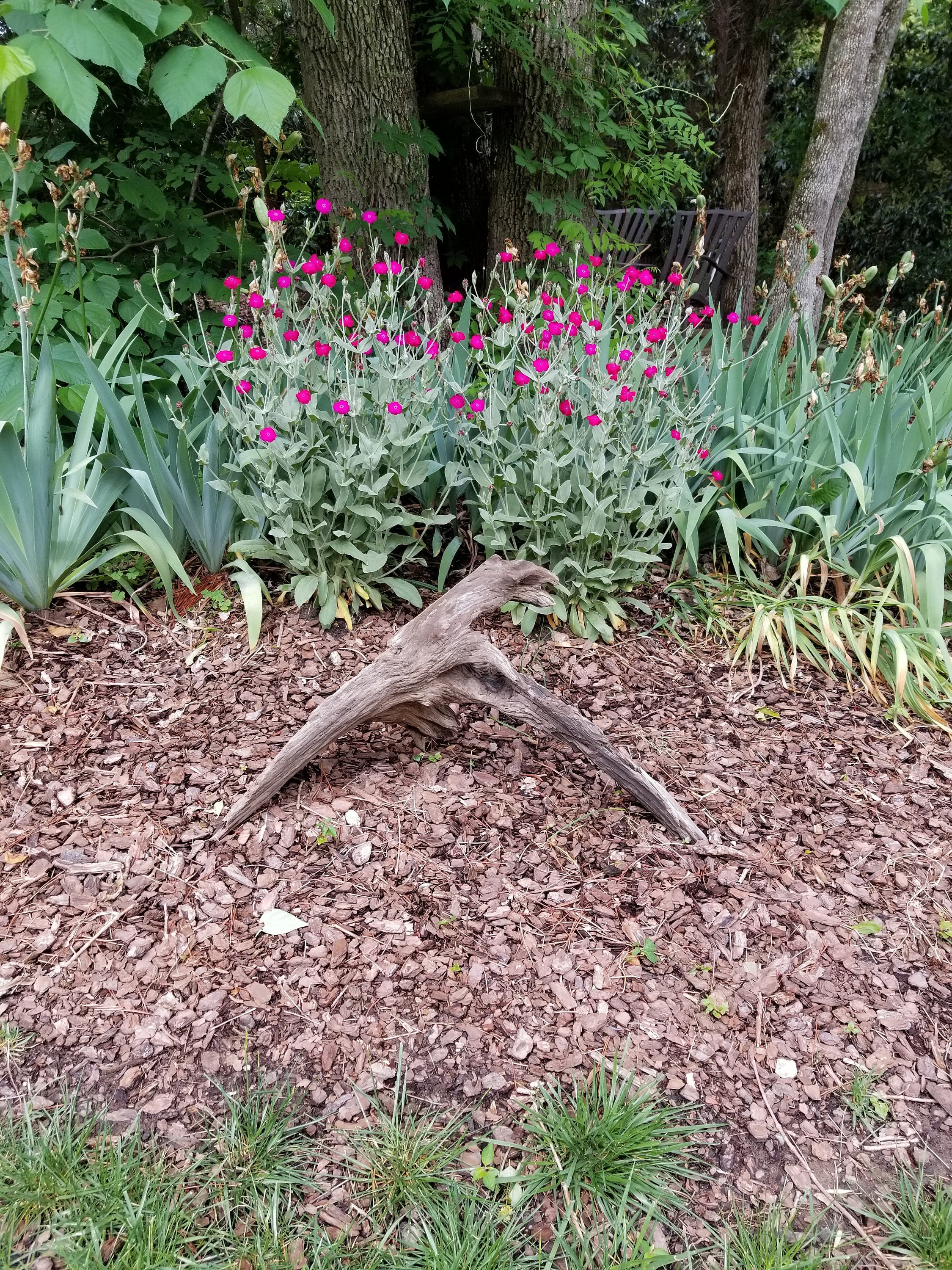 Arching driftwood root with rock rose and iris