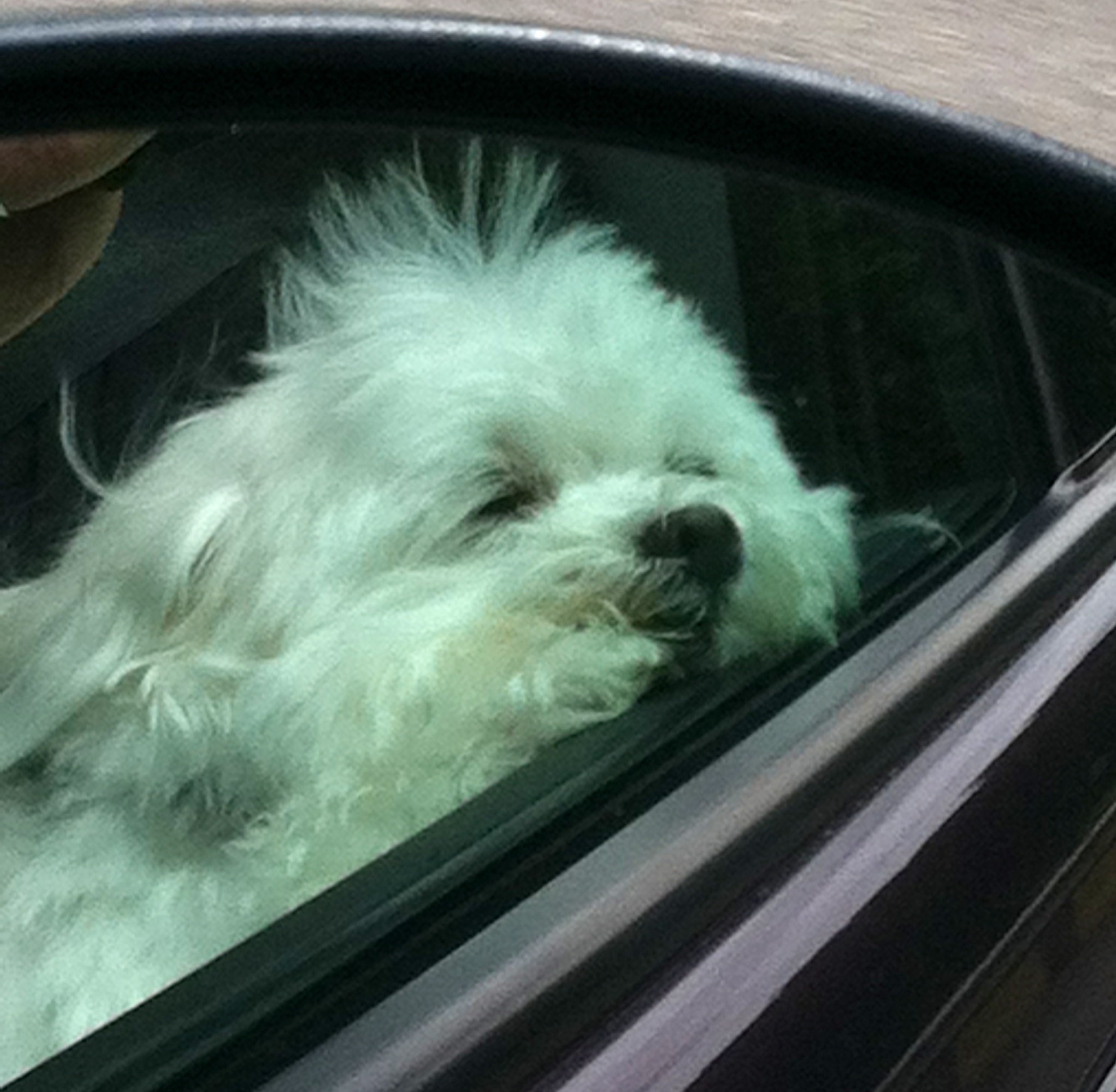 looking out the window of the car