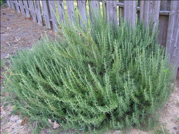Rosemary