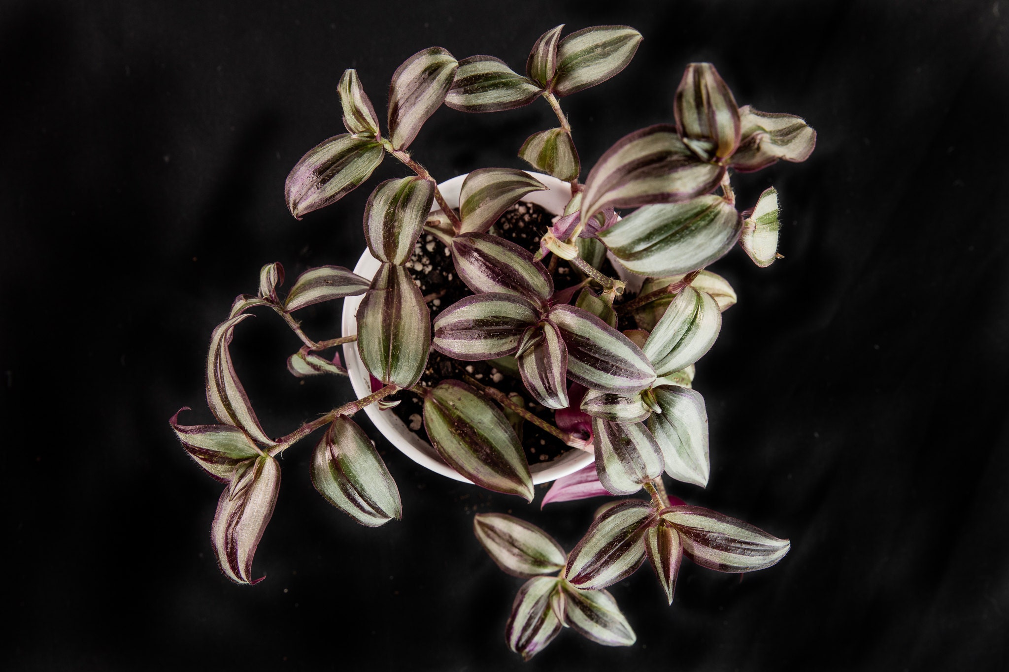 Several type of Tradescantia can thrive in low light spaces