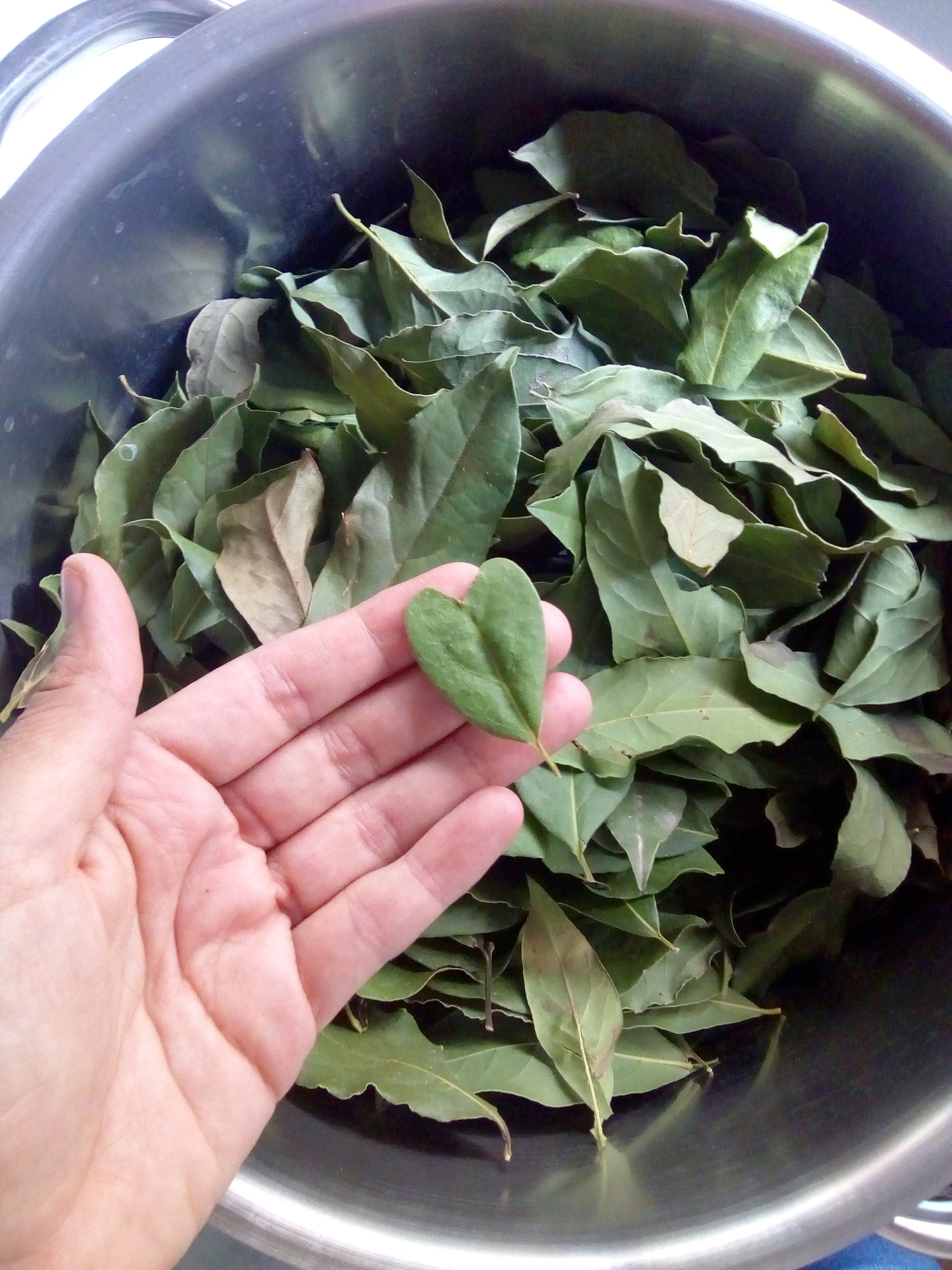 Hoja de laurel en forma de corazón.