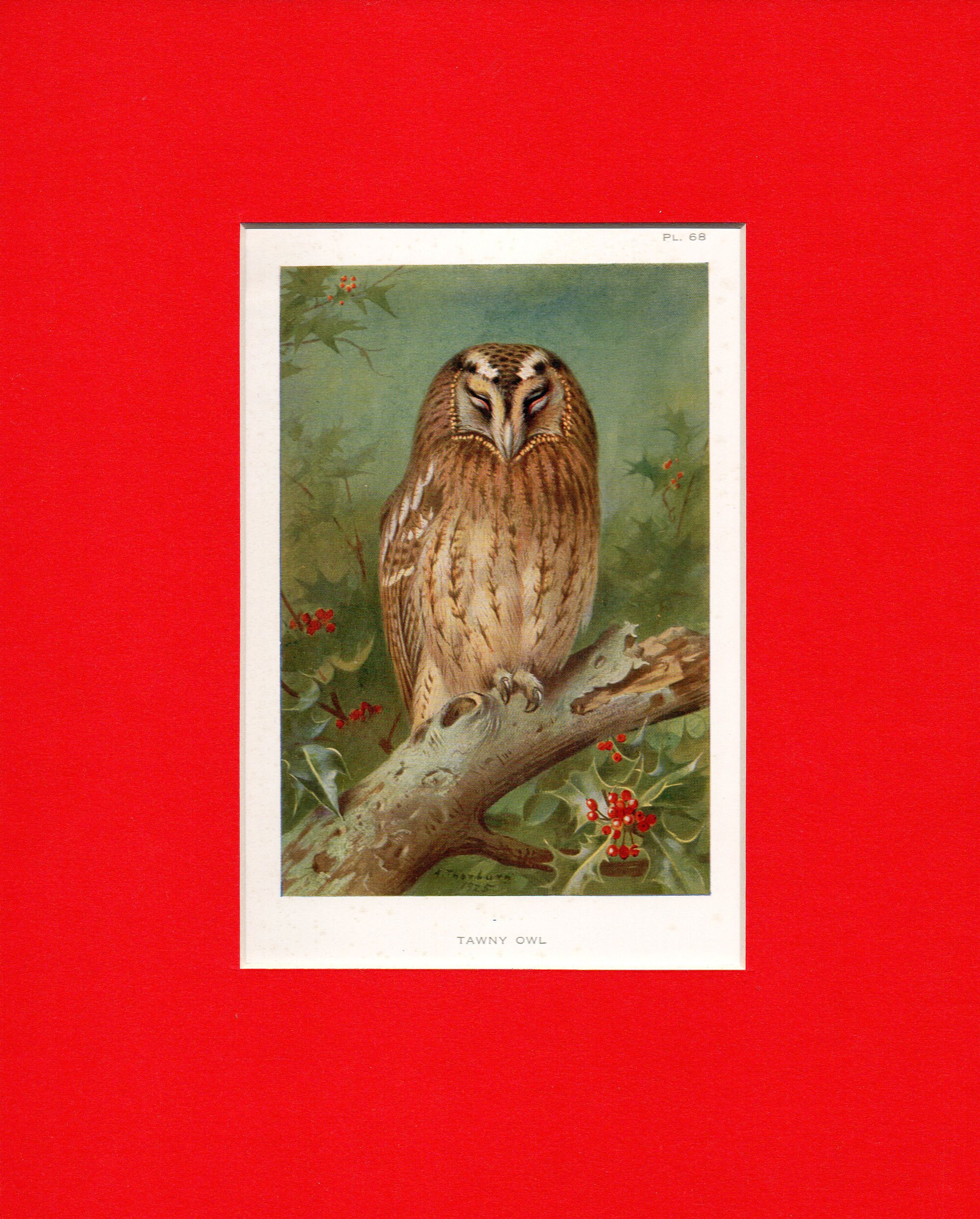 Tawny owl by Archibald Thorburn