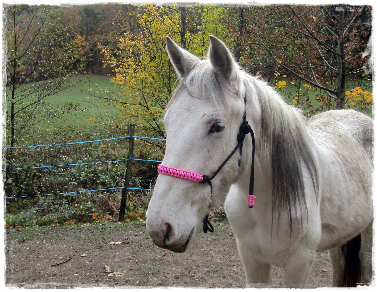 rope halter, cross-rope halter, halter bridle - Licol corde, licol éthologie
