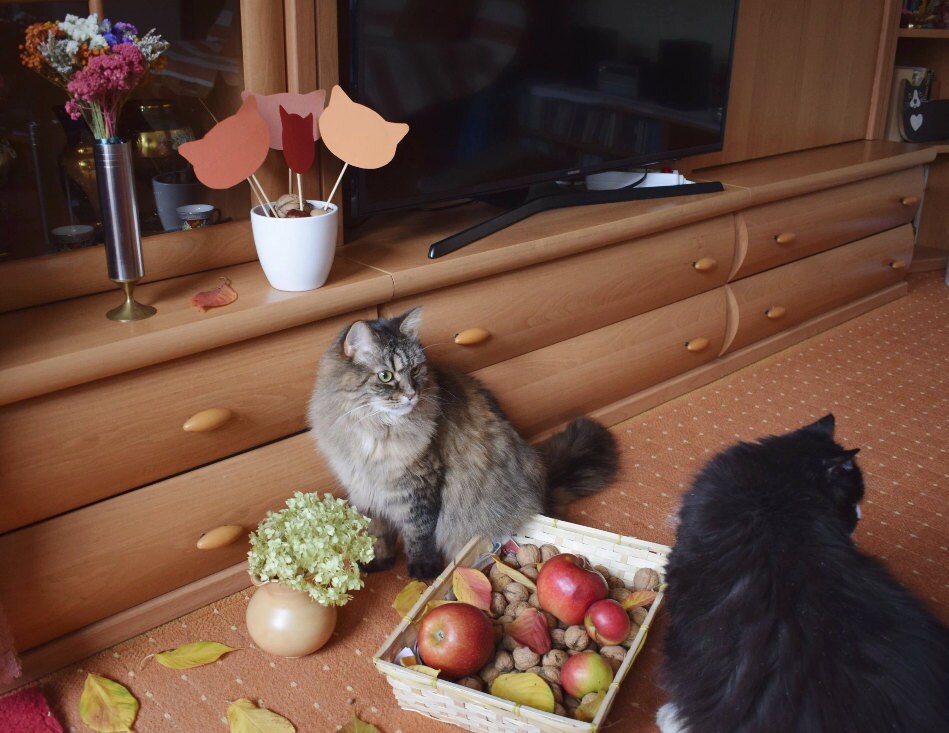 Crafts4Cats