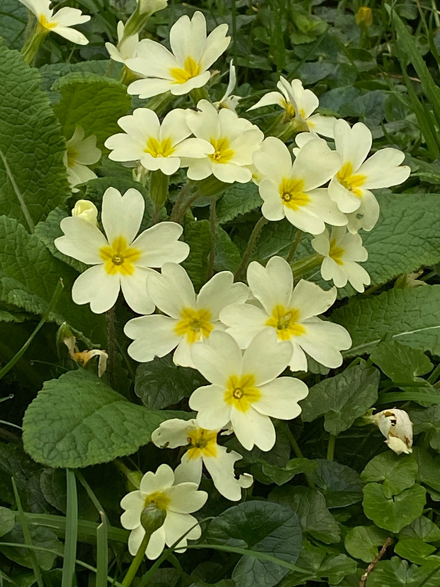 Primroses