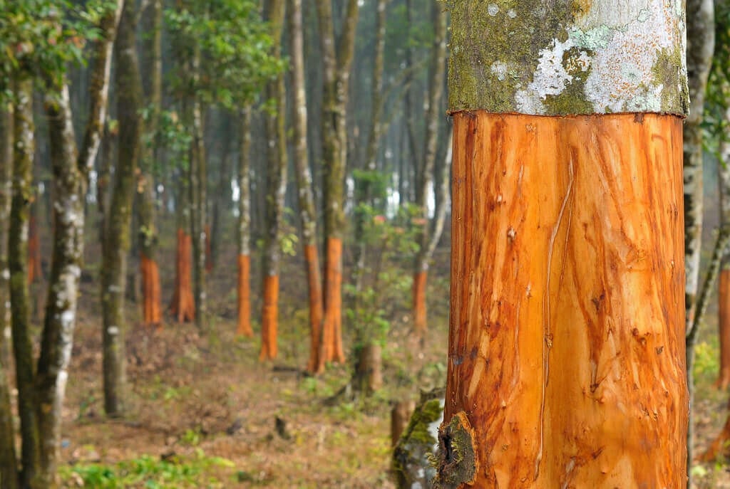 Cinnamon Harvested From Trees