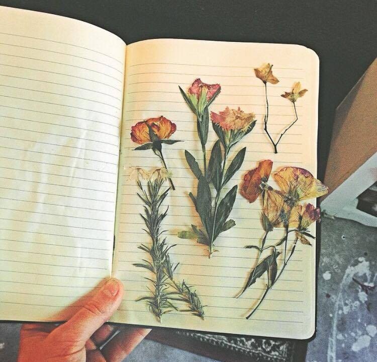 pressed flowers
