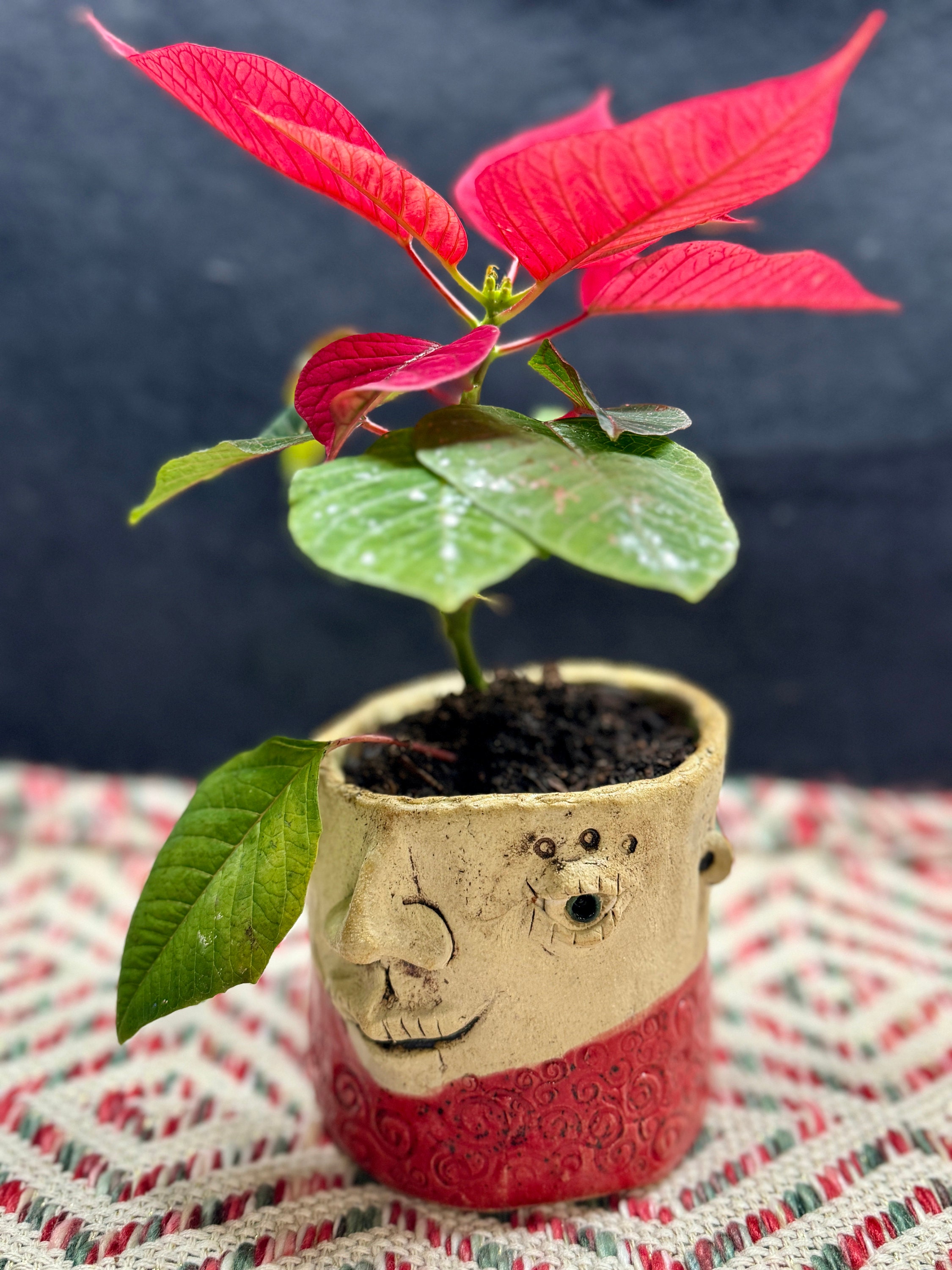 Small ceramic face planter with a red poinsettia plant