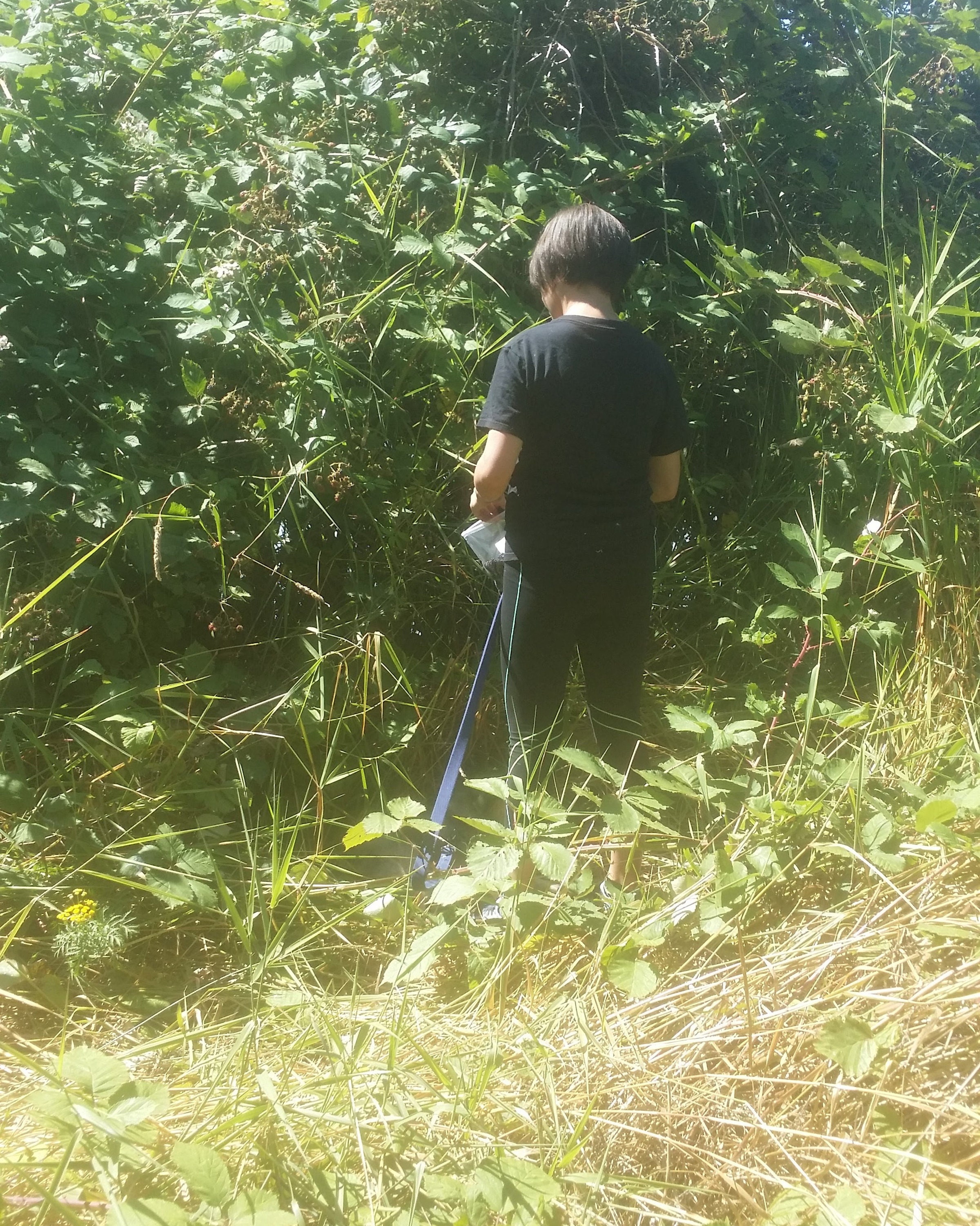 Young woman picking blackberries in a ditch