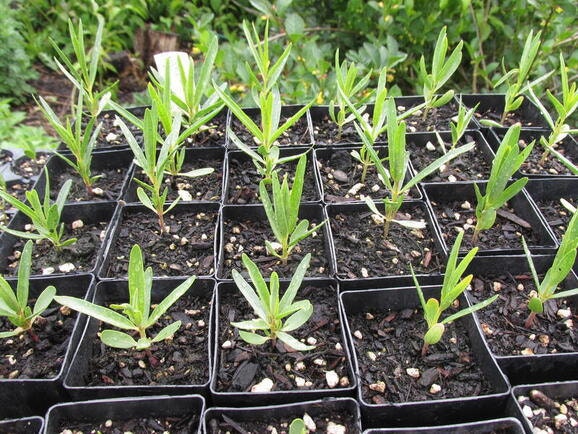 Showy Milkweed Seedlings