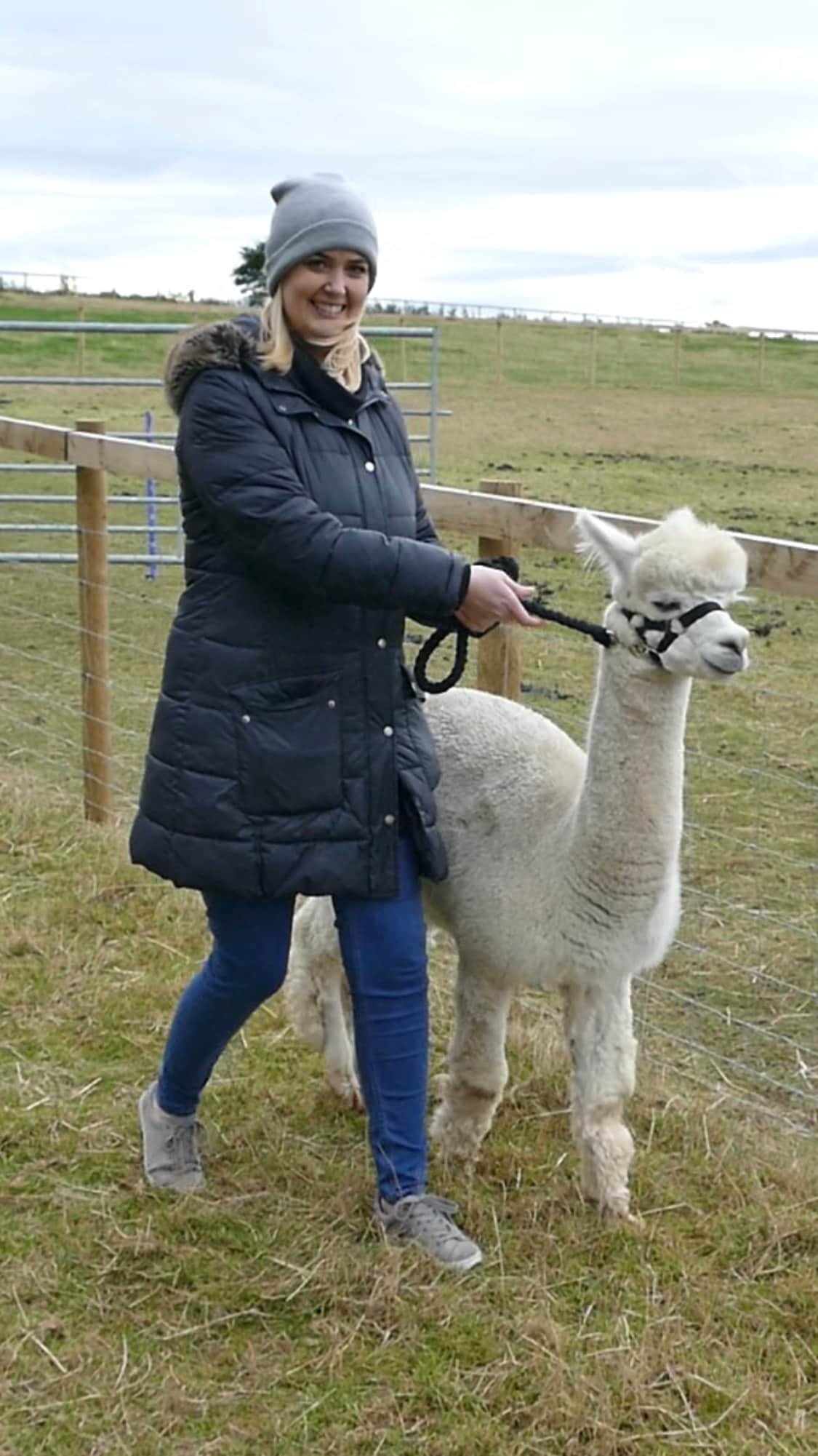 On our Alpaca walk at Barnacre Farm