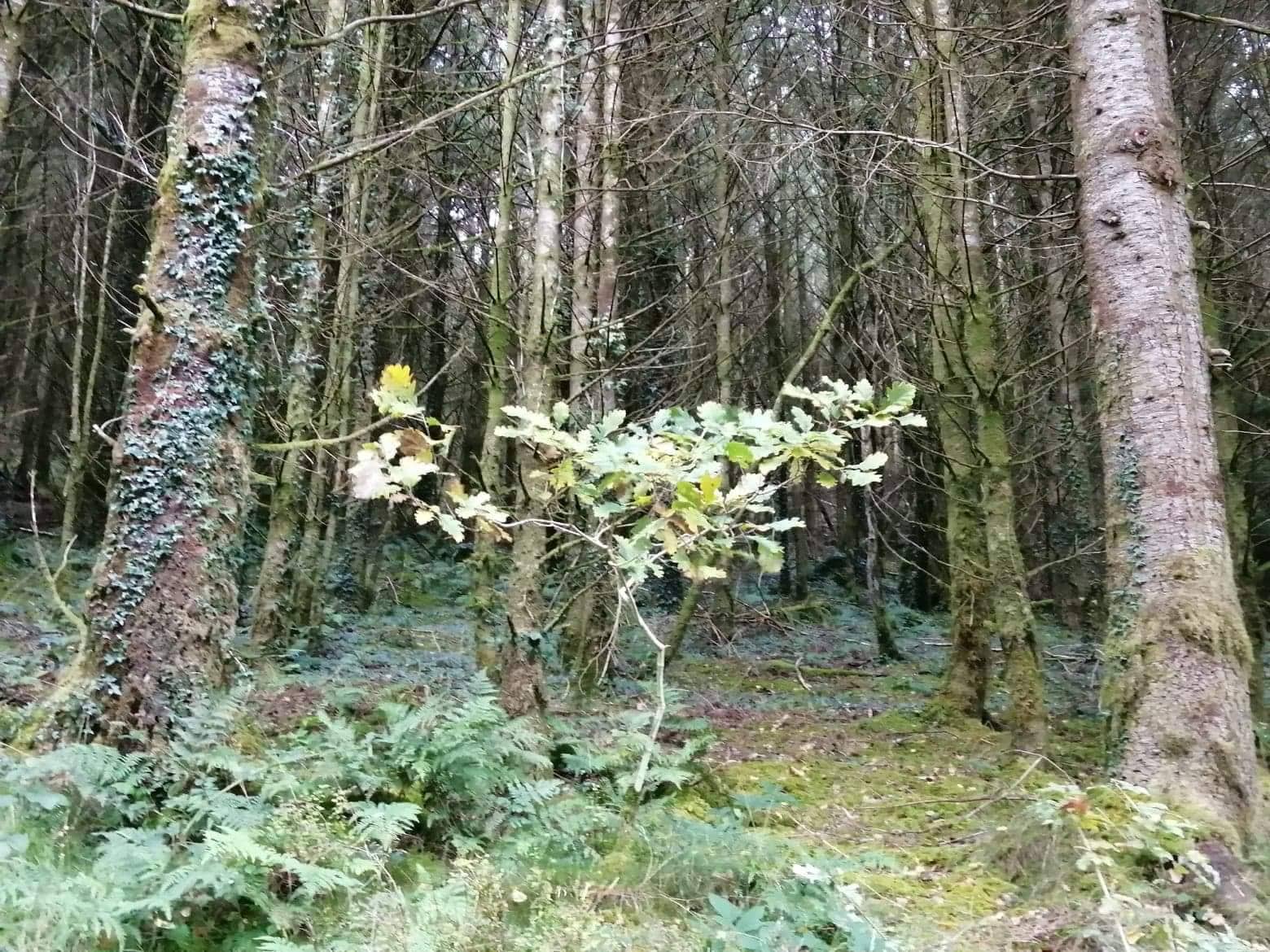Young Oak, Abergorlech, Brechfa Forest, Wales